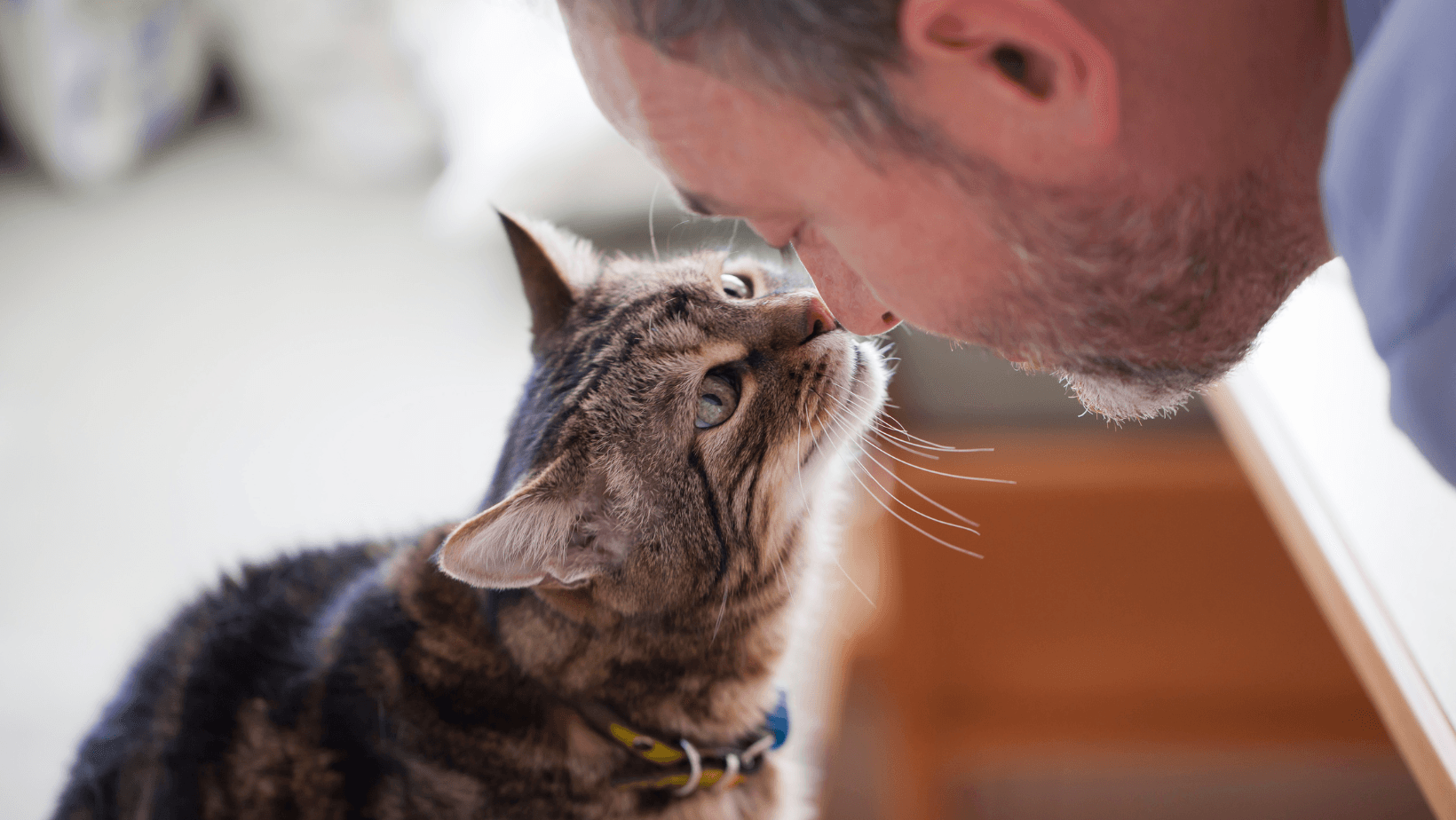 Cat touching owners nose as they share a bond