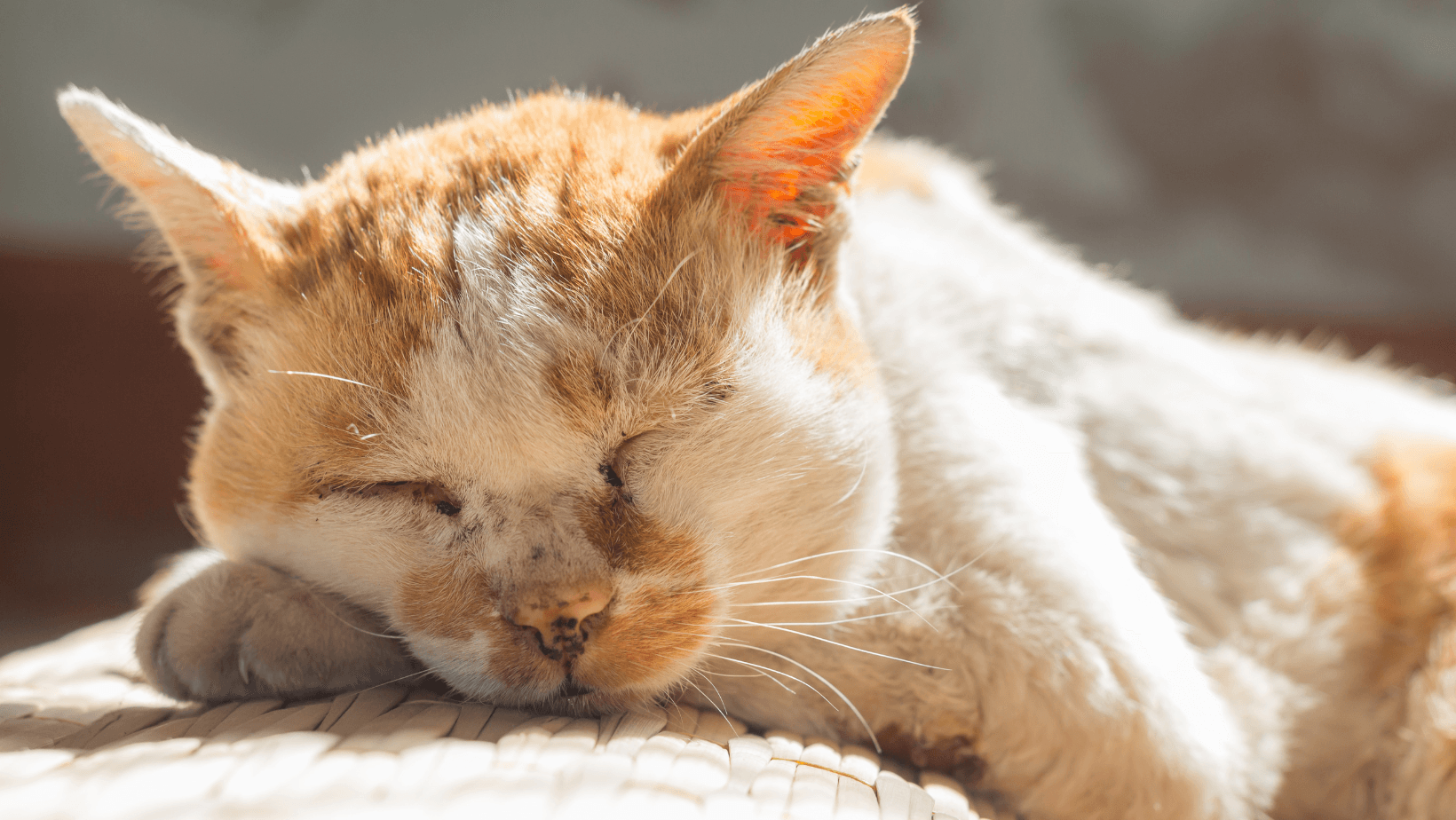 Old ginger cat sleeping soundly at home