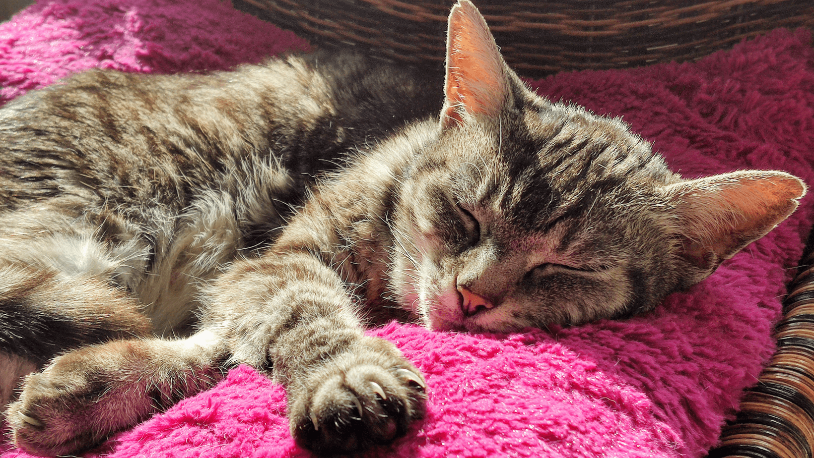 Old cat sleeping and looking comfortable after having joint supplements