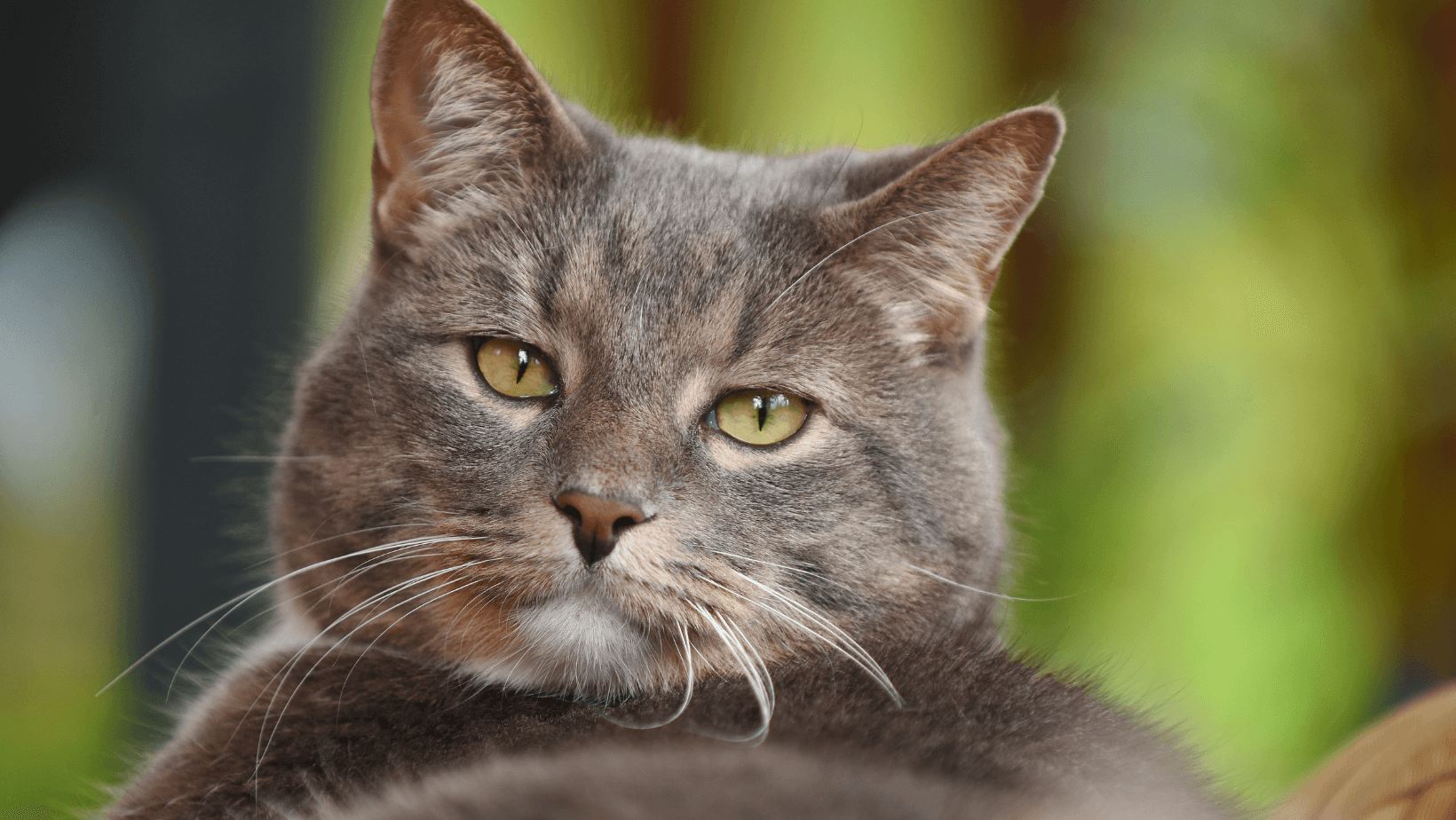 Old Cat Looking content after having regular omega 3 fish oil