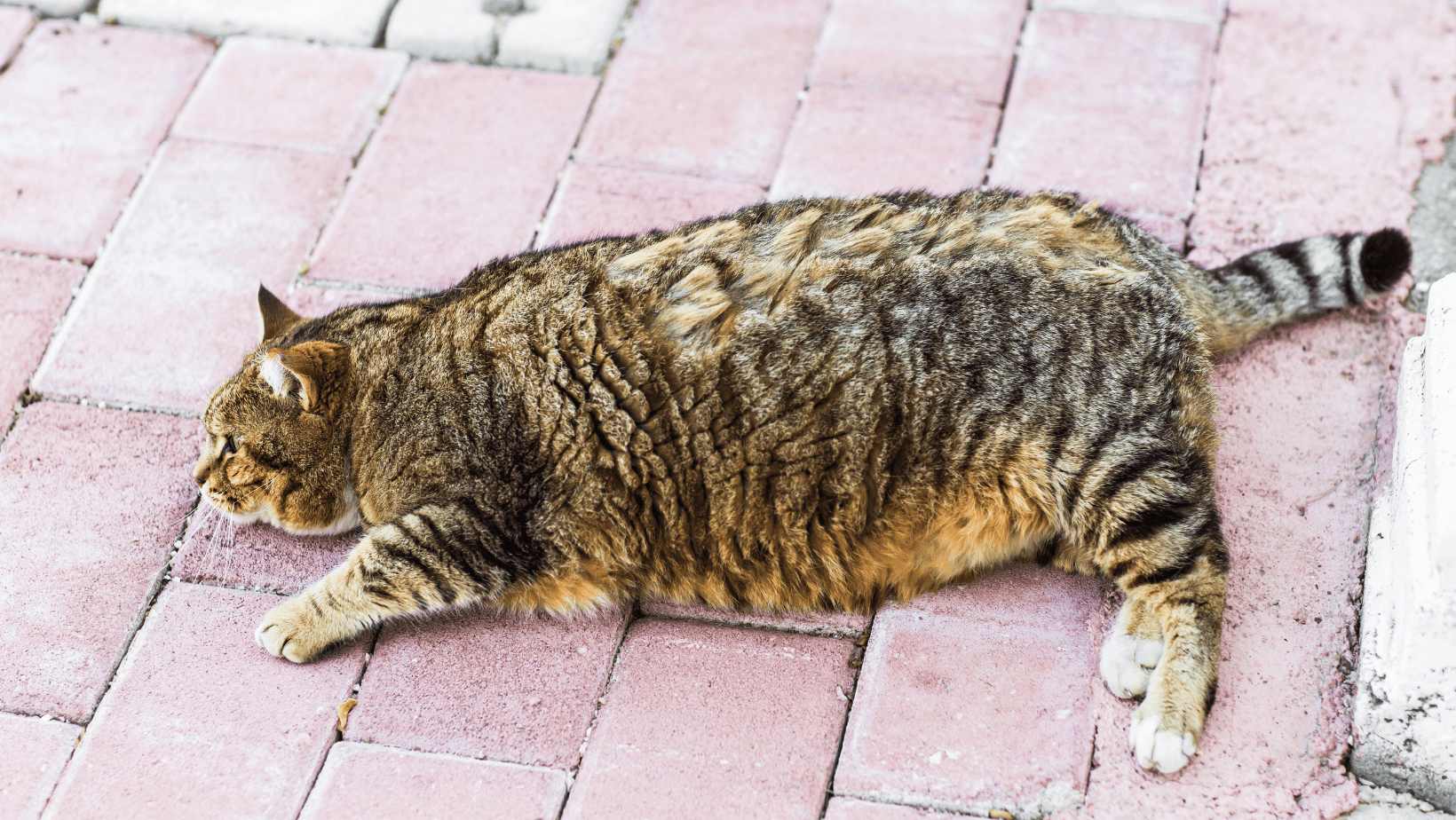 If your cat carries extra weight, it will put additional strain on their joints.
