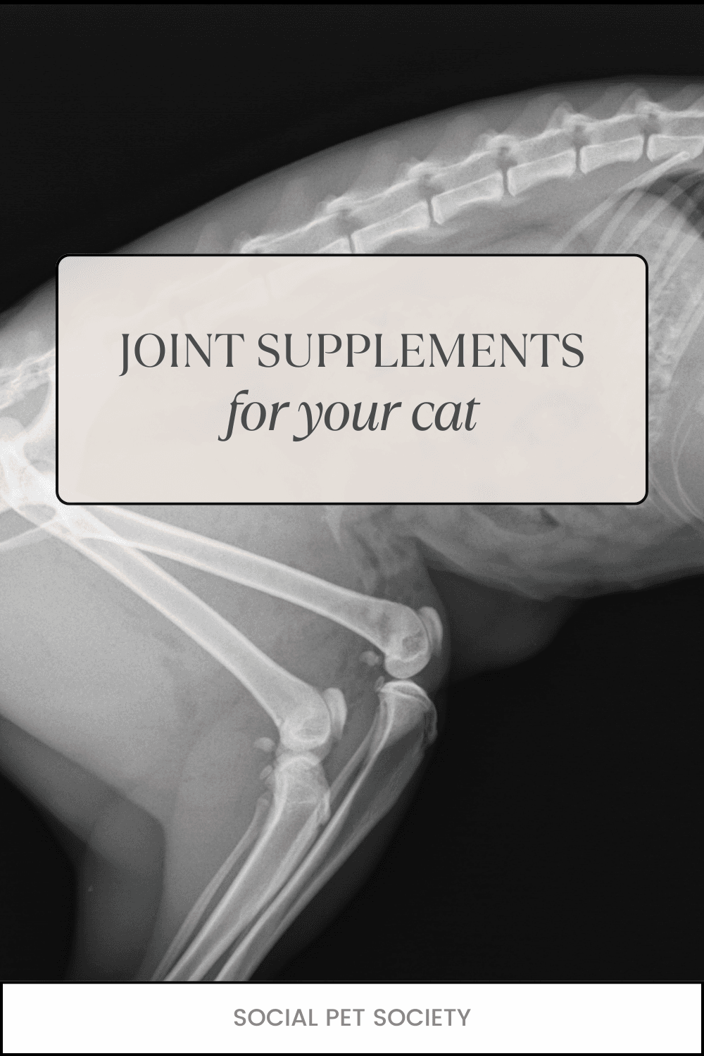 Cat X-ray image with the text 'Joint Supplements for Your Cat,' highlighting the benefits of joint supplements for feline arthritis and joint health.