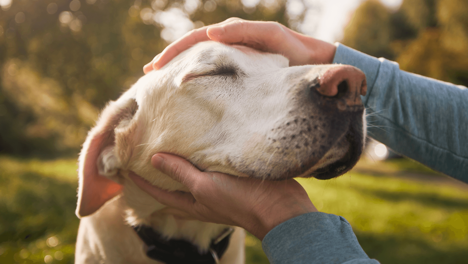 Happy Labrador getting patted by owner.
