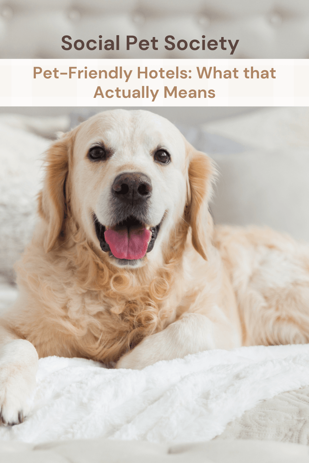 Pinterest Pin that says the title of the blog post: pet-friendly hotels: what that actually means. with a photo of a Labrador on a hotel bed.