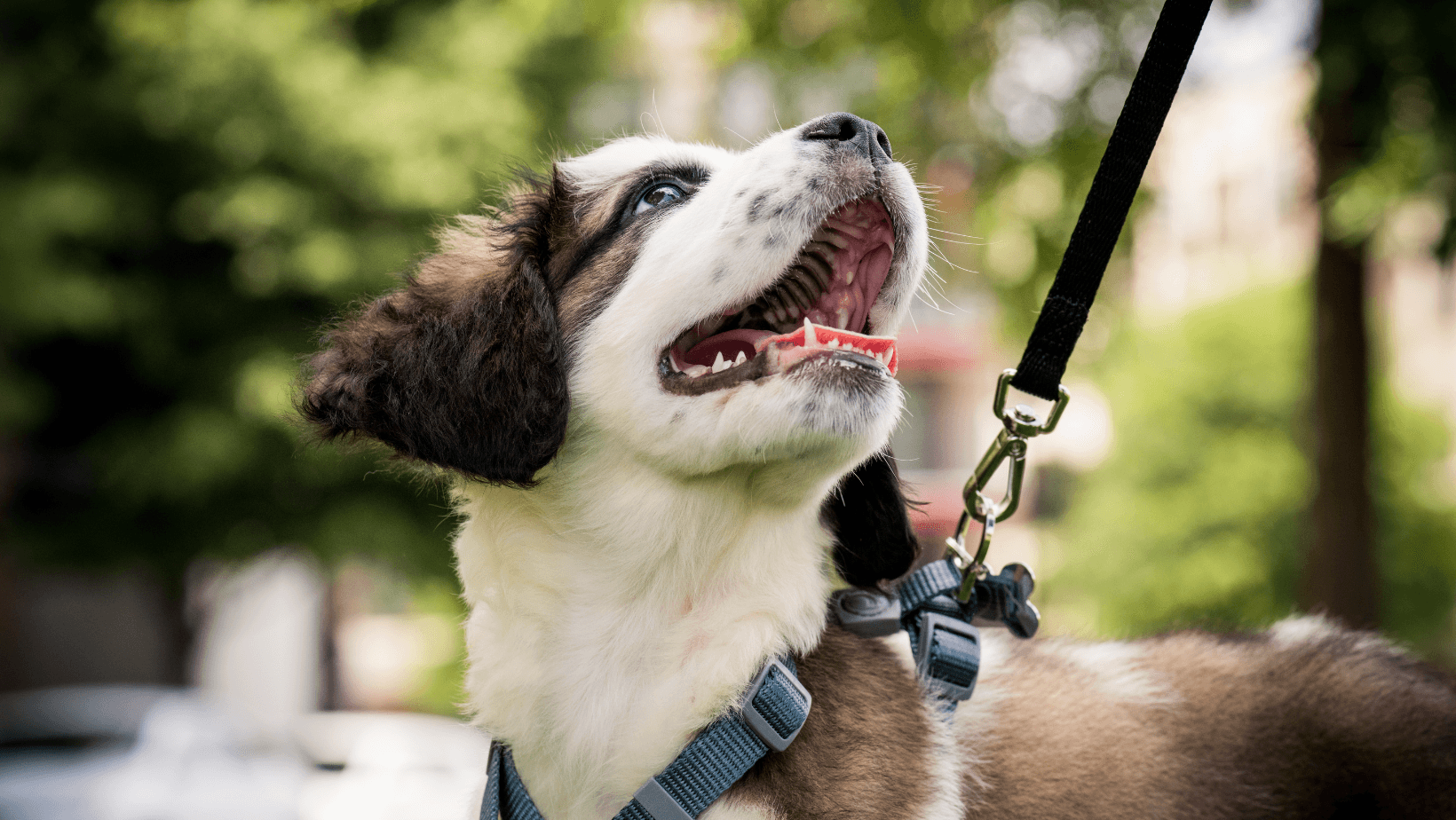 Understand the joy of companionship with your dog. Learn how to nurture trust and happiness through positive interactions and activities.