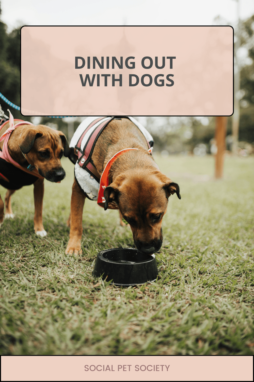 Dog drinking water from portable bowl at restaurant