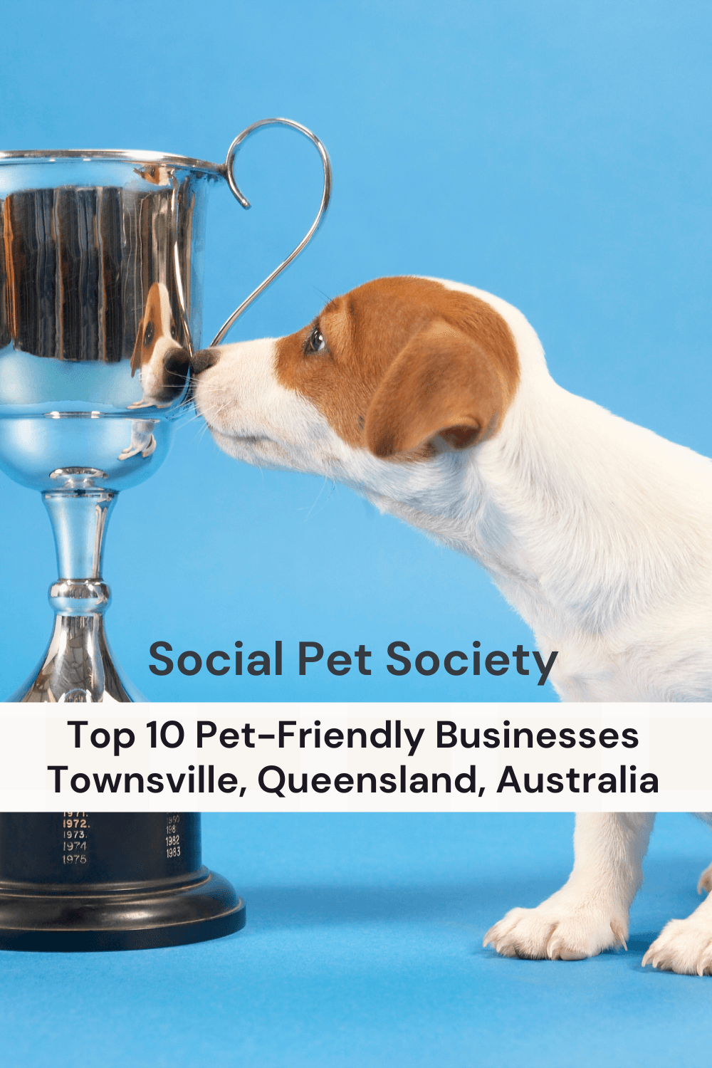 Pinterest Pin that shows a puppy with a trophy to show that the post is about a competition