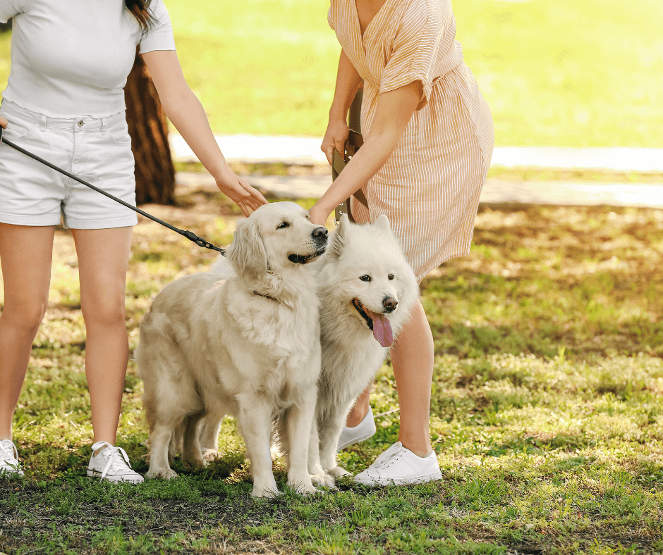 Townsville Park with dogs and women