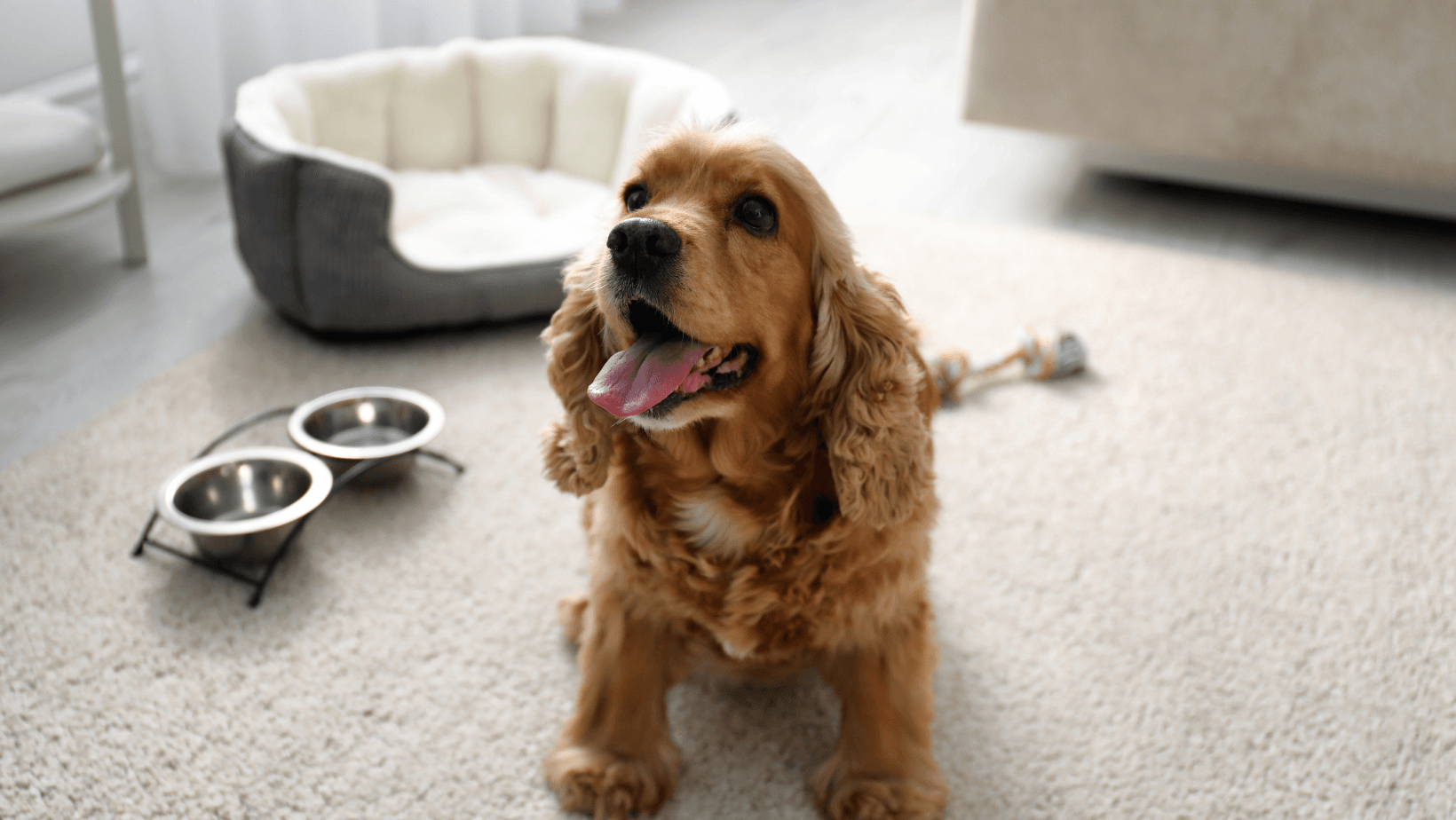 Dog-friendly accommodation with bed and bowl in room