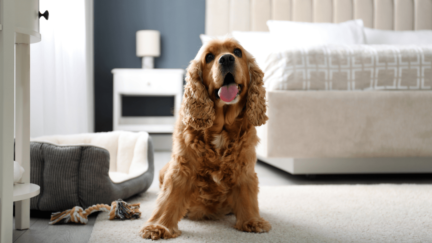 Dog smiling in their pet friendly accommodation.