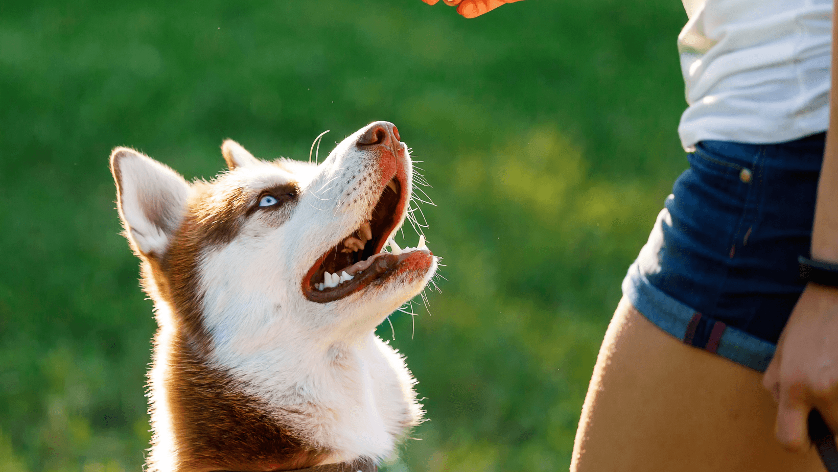 A loyal dog gazes upward with eager eyes, anticipating interaction with its owner, embodying the joy of mealtime engagement through a DIY Puzzle Feeder.