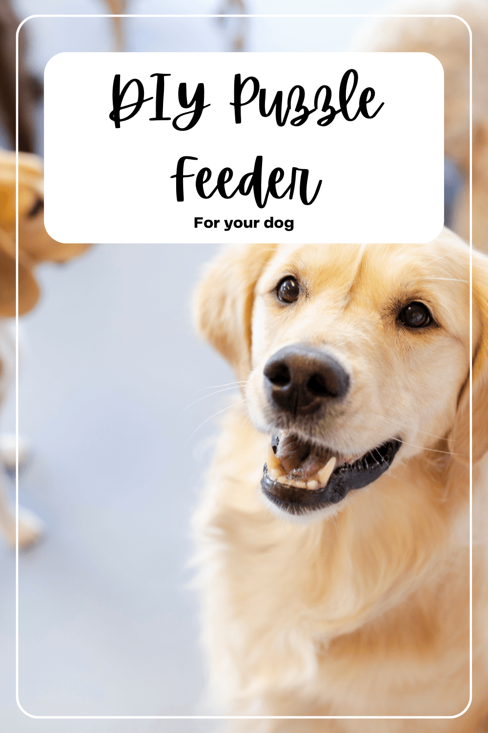 A happy dog eagerly interacts with a DIY Puzzle Feeder, showcasing the joy of mealtime engagement and mental stimulation.