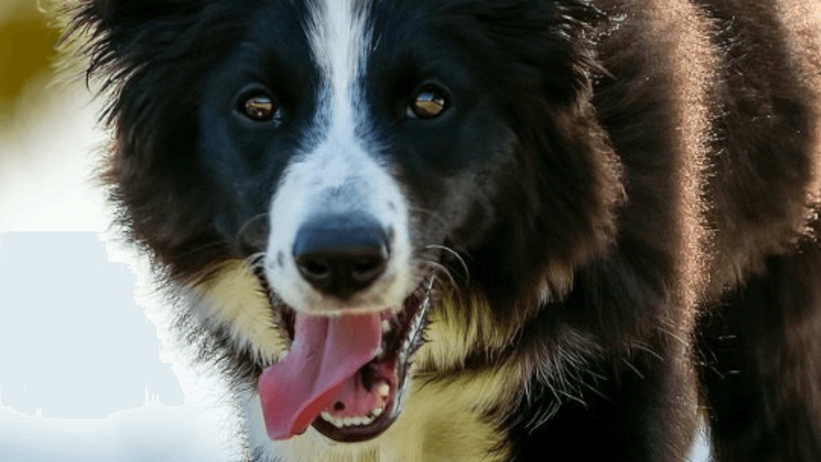Border Collie dog looking eager and happy during training