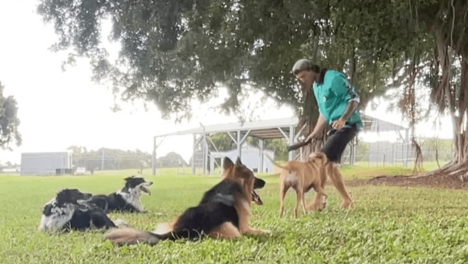 Pawprides dog trainer teaching dogs how not to be reactive