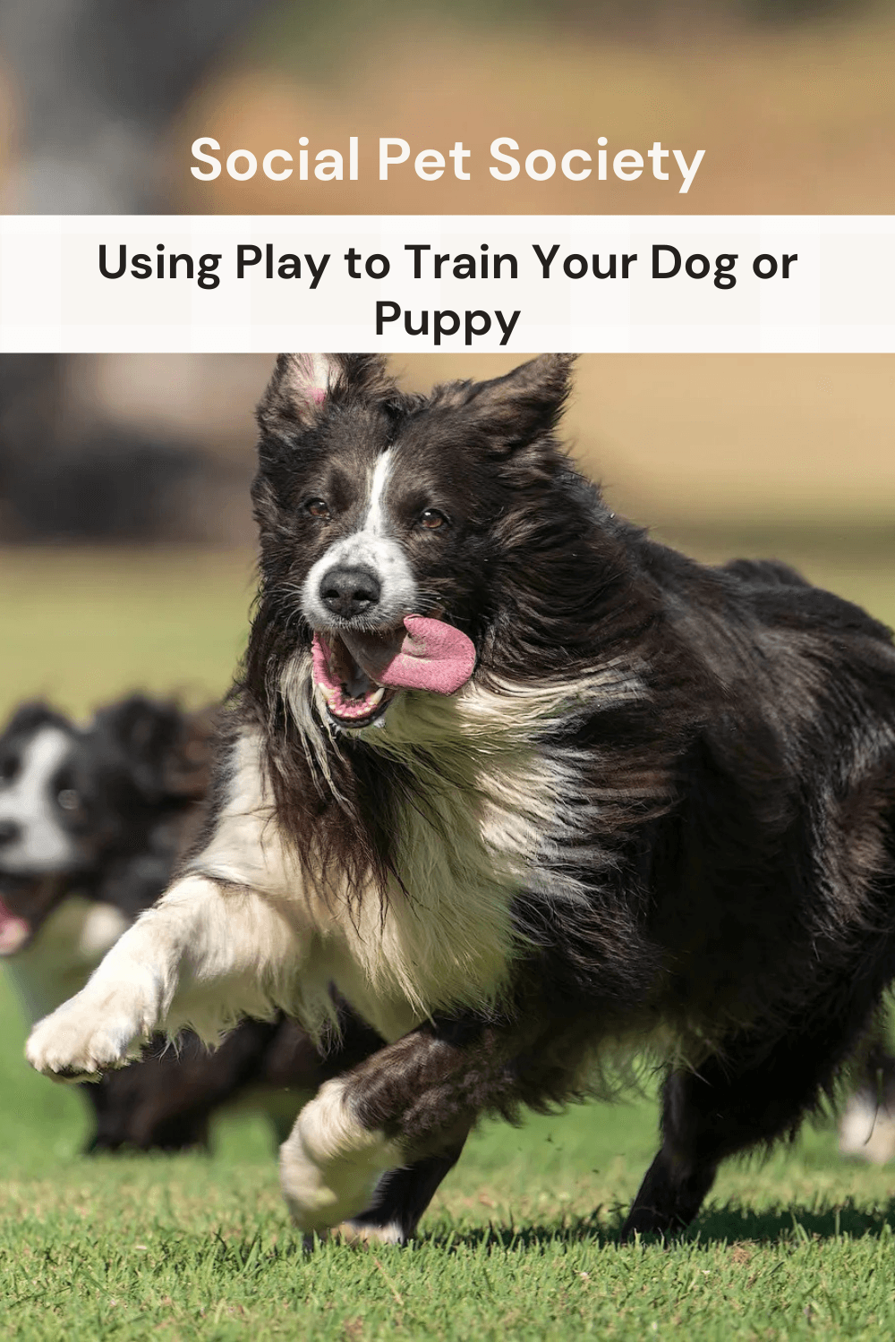 A happy dog running with tongue out and the words using play to train your dog or puppy