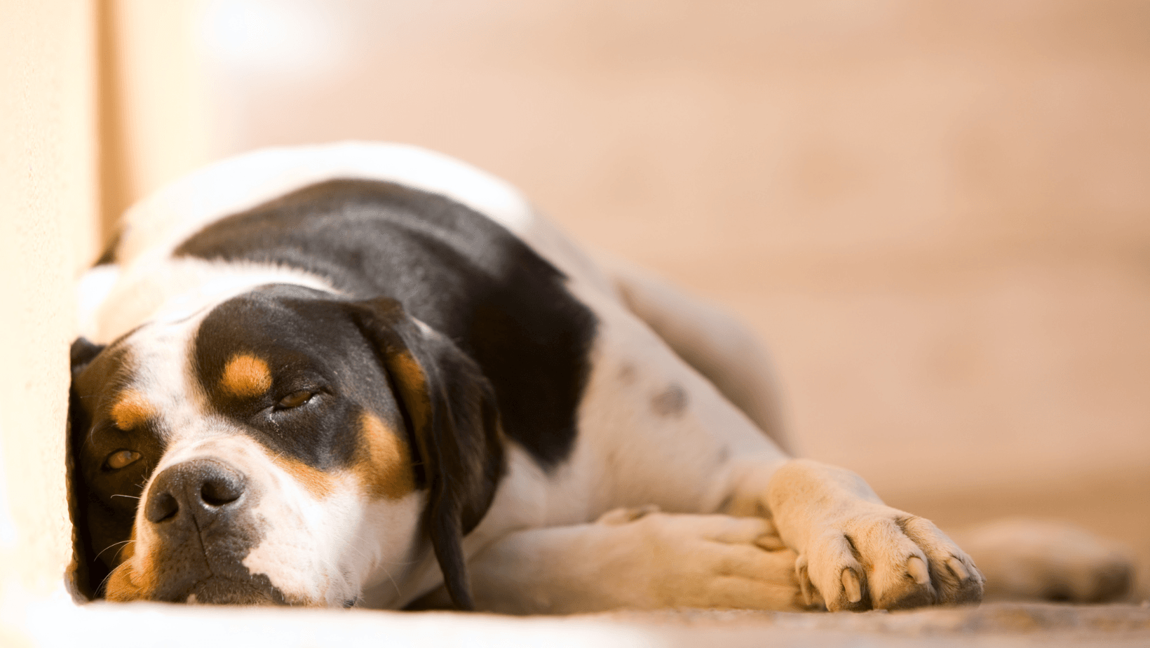 A forlorn-looking dog lays alone in a yard, expressing sadness and solitude.
