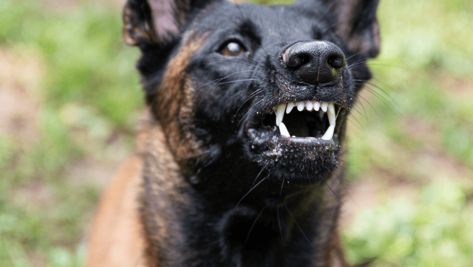 Intimidating dog baring teeth in a fierce display.