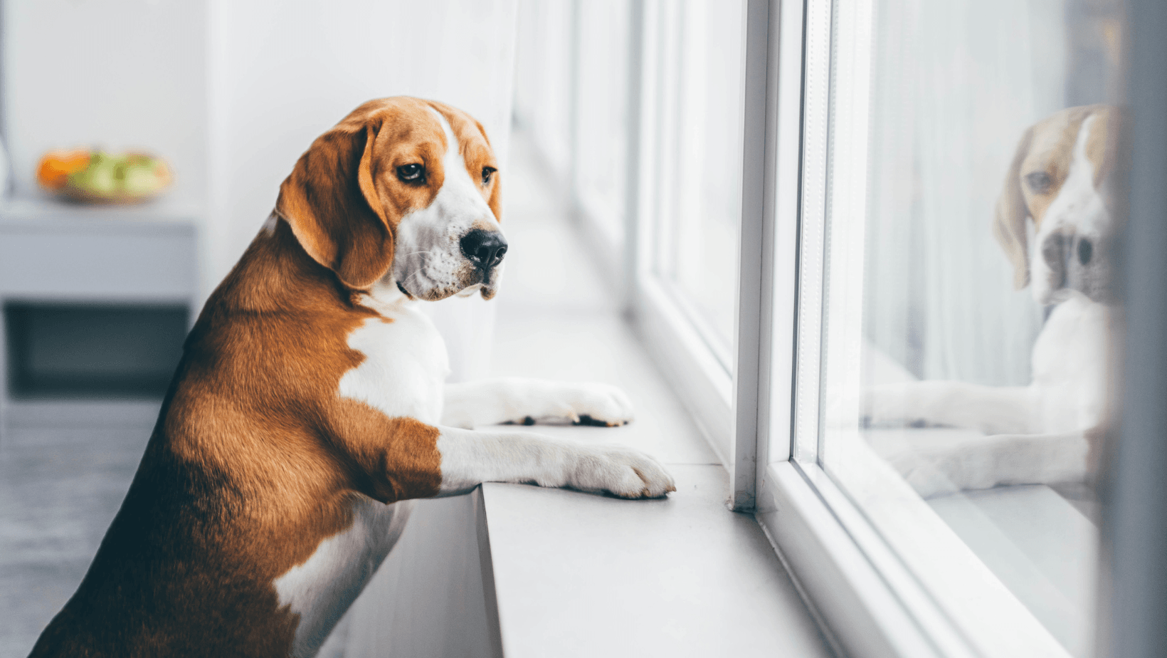 Lonely dog patiently awaiting attention from its owner, expressing the need for companionship and affection.