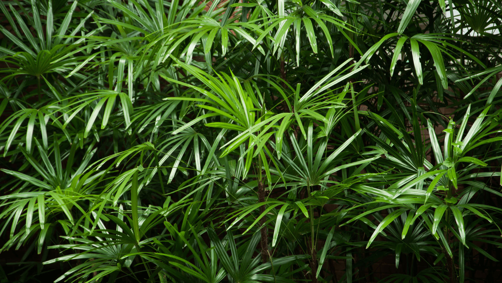 Pet-friendly: Bamboo Palm