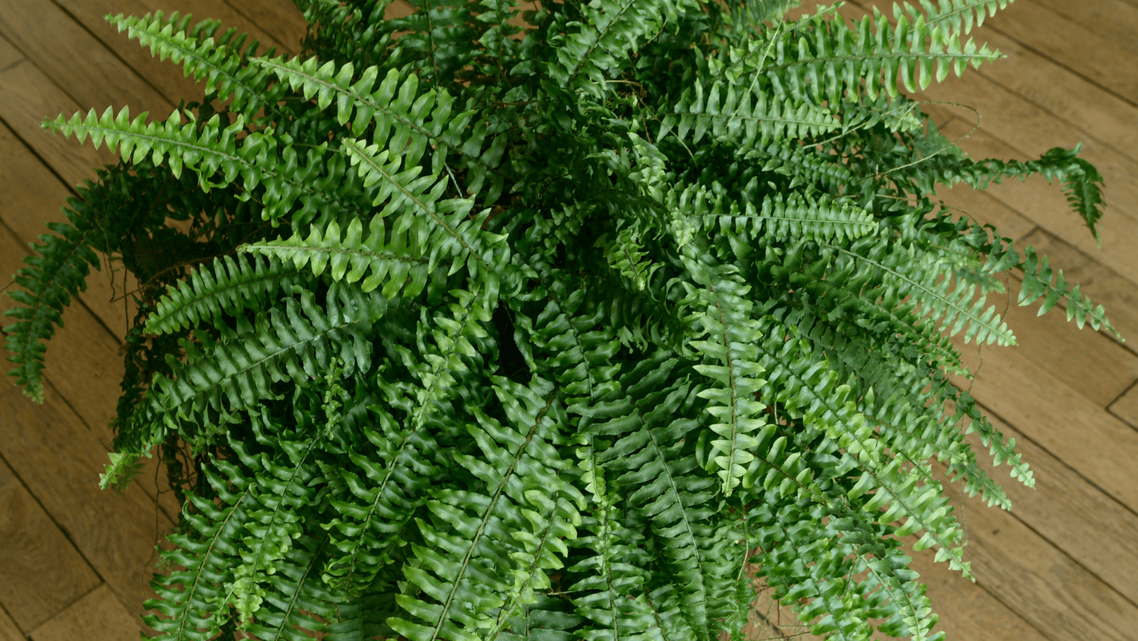 Pet-friendly: Boston Fern