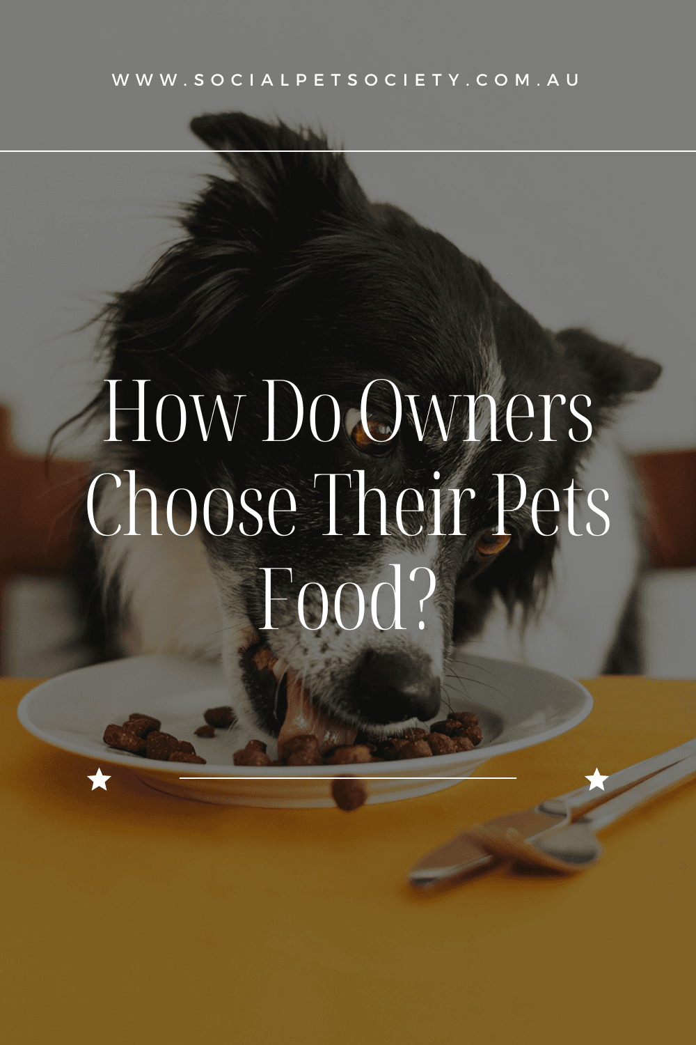 An adorable border collie joyfully devouring a bowl of delicious dog food.