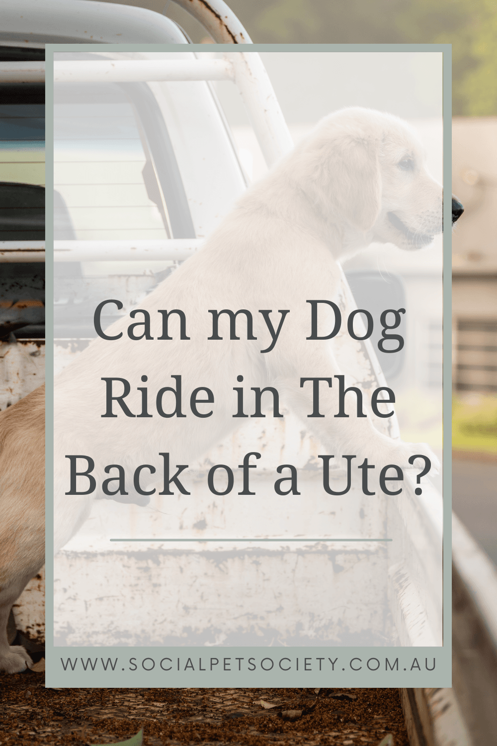 Explore the excitement of having your Border Collie as a travel buddy in the back of a ute.