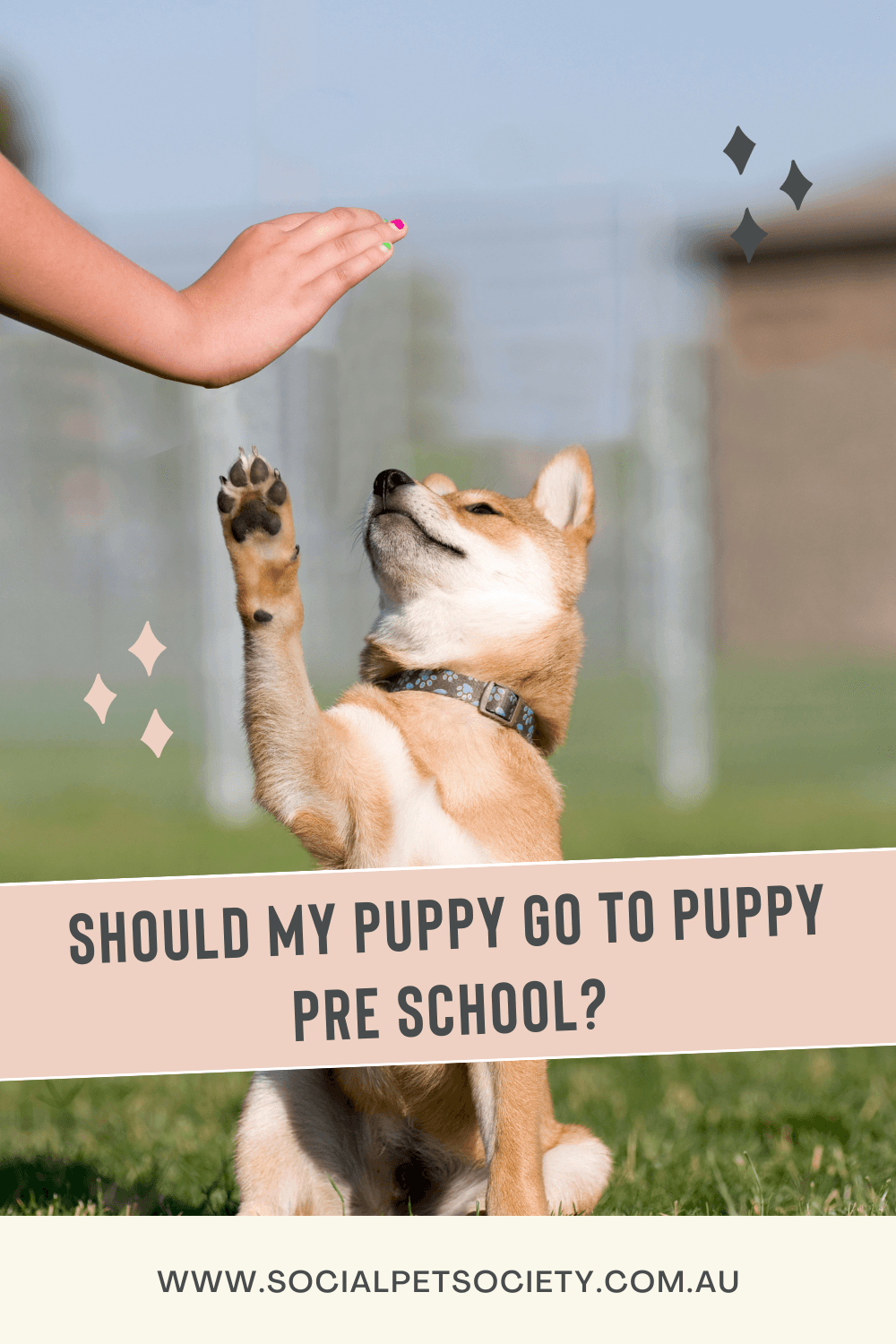 A cute puppy with a playful expression, sitting beside a lady who is patiently training it to give a high-five. The puppy's paw is raised, capturing the heartwarming moment of positive reinforcement and bonding during training.