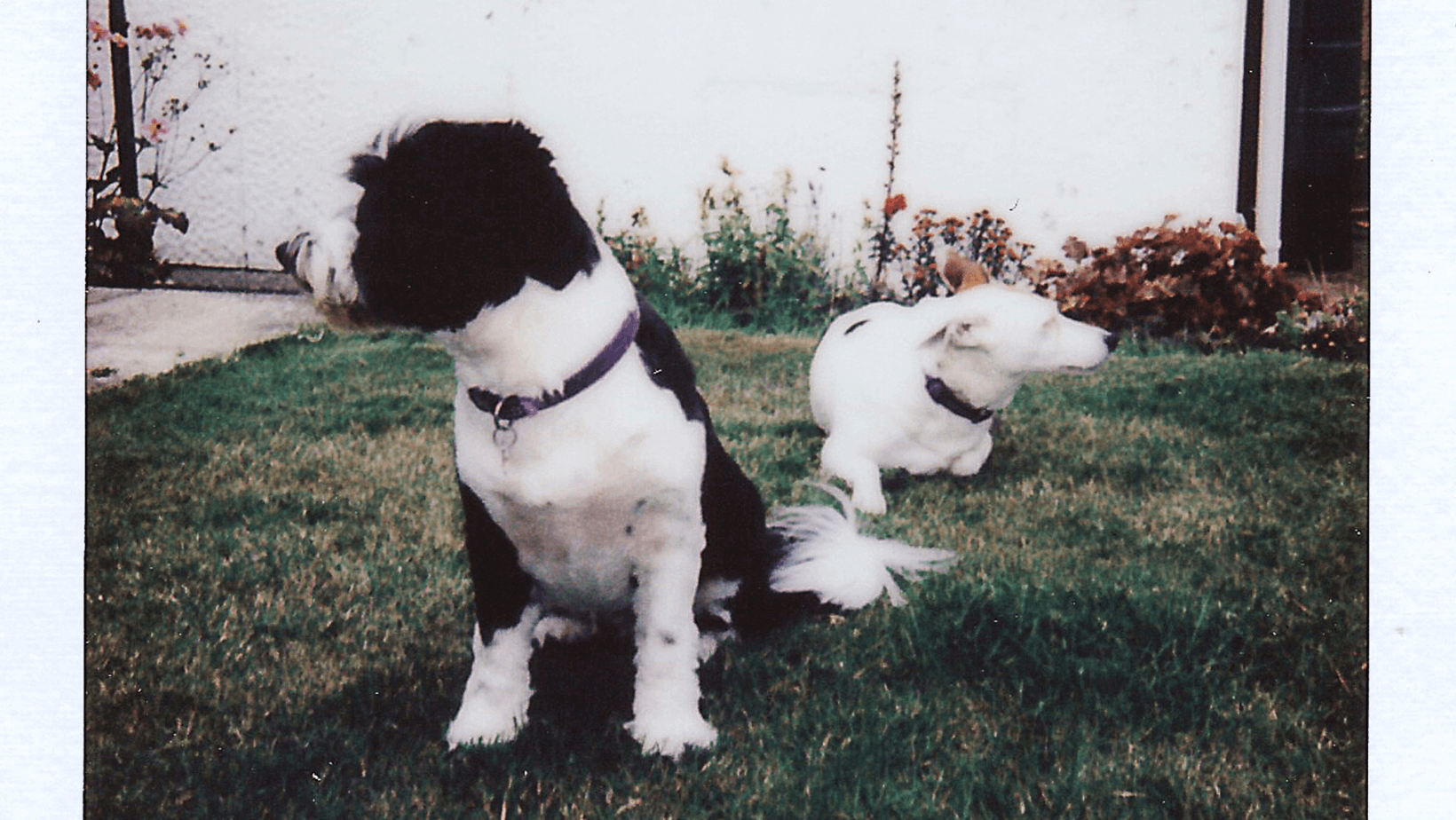 Vintage Canine Charisma: An Old Polaroid Captures the Heartwarming Presence of Dogs, Reflecting the Enduring Belief Among Pet Owners that All People Share a Love for Pets.