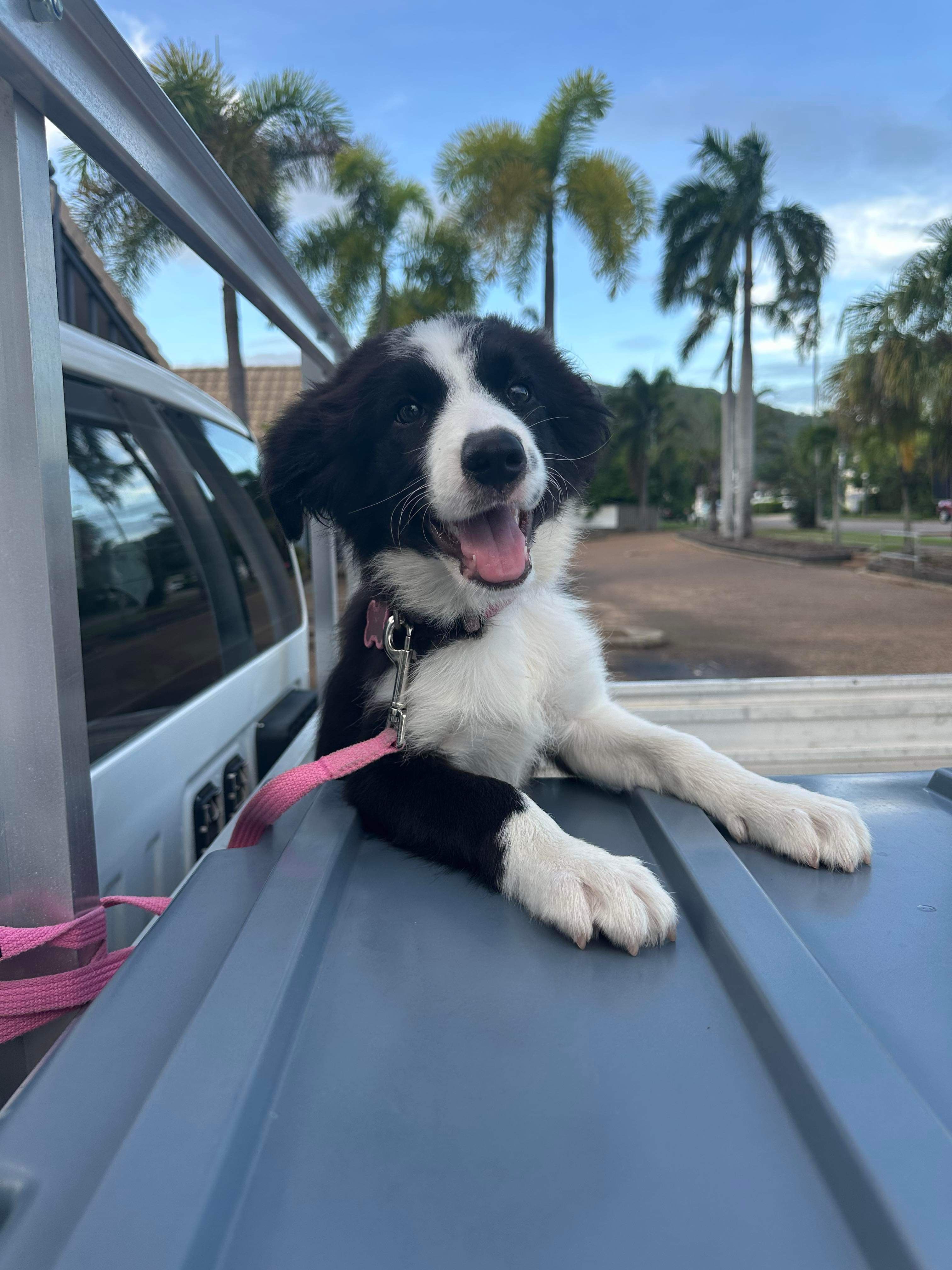 A playful Border Collie puppy sits comfortably in the back of a utility vehicle, embodying the joy of a carefree ride.