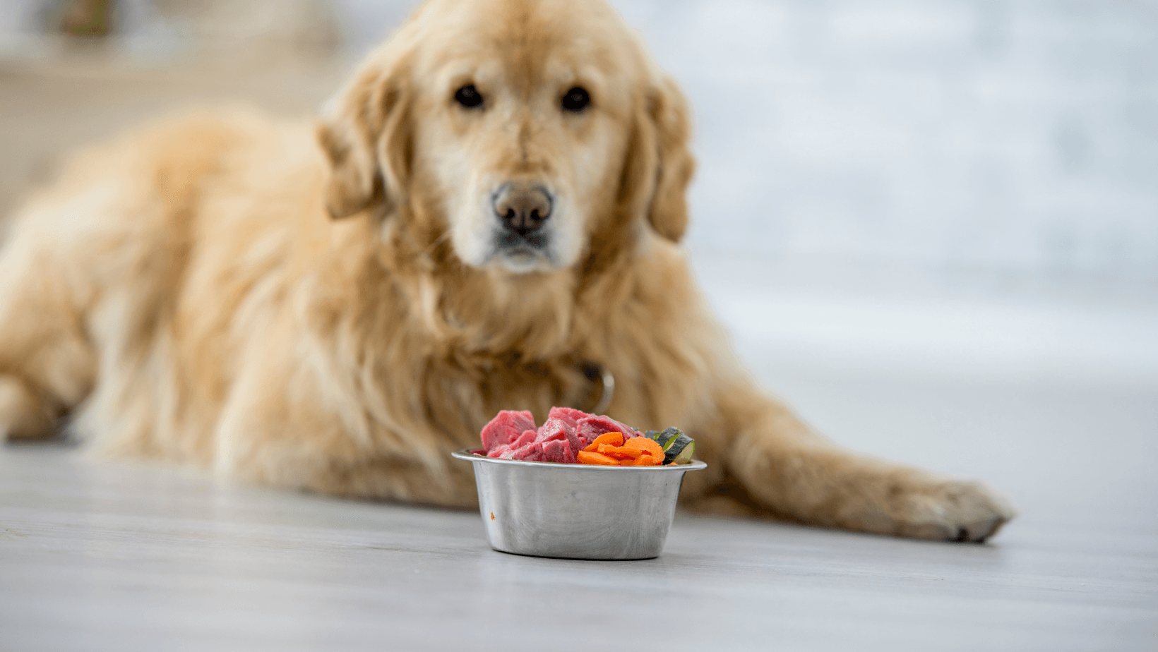 Labrador looking at camera with a bowl full of superfoods