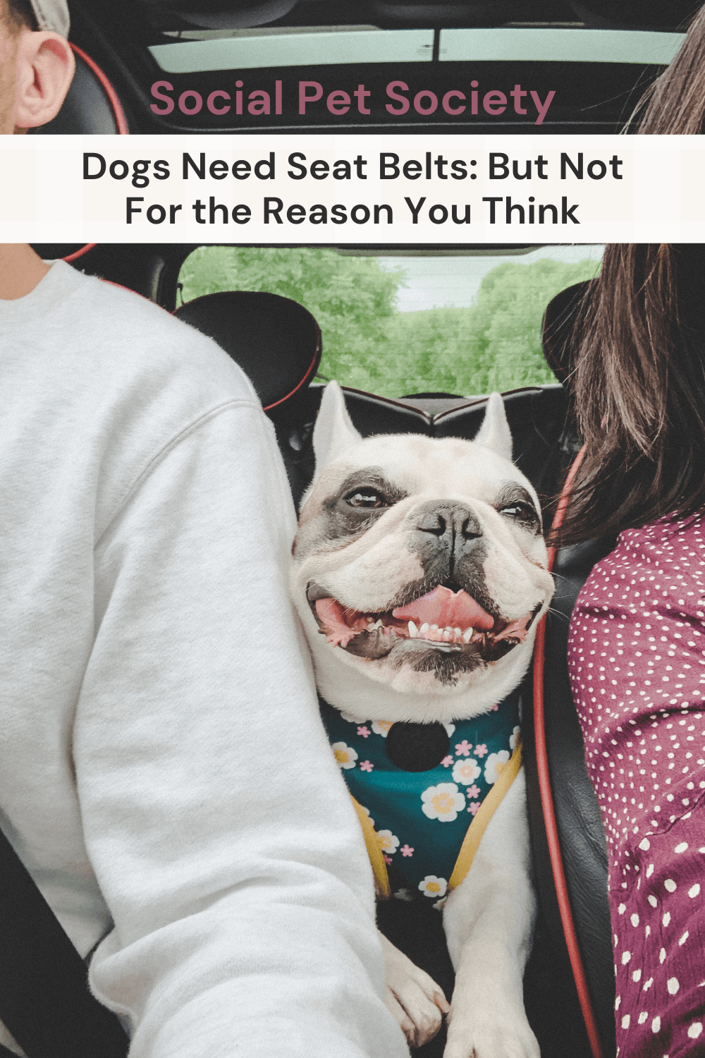 A joyful dog happily sitting in the middle of a car with its owners.