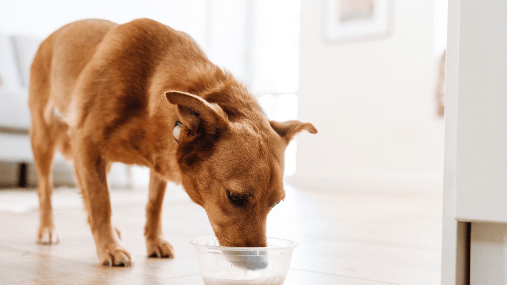 A dog happily drinking milk from a bowl, quenching its thirst.