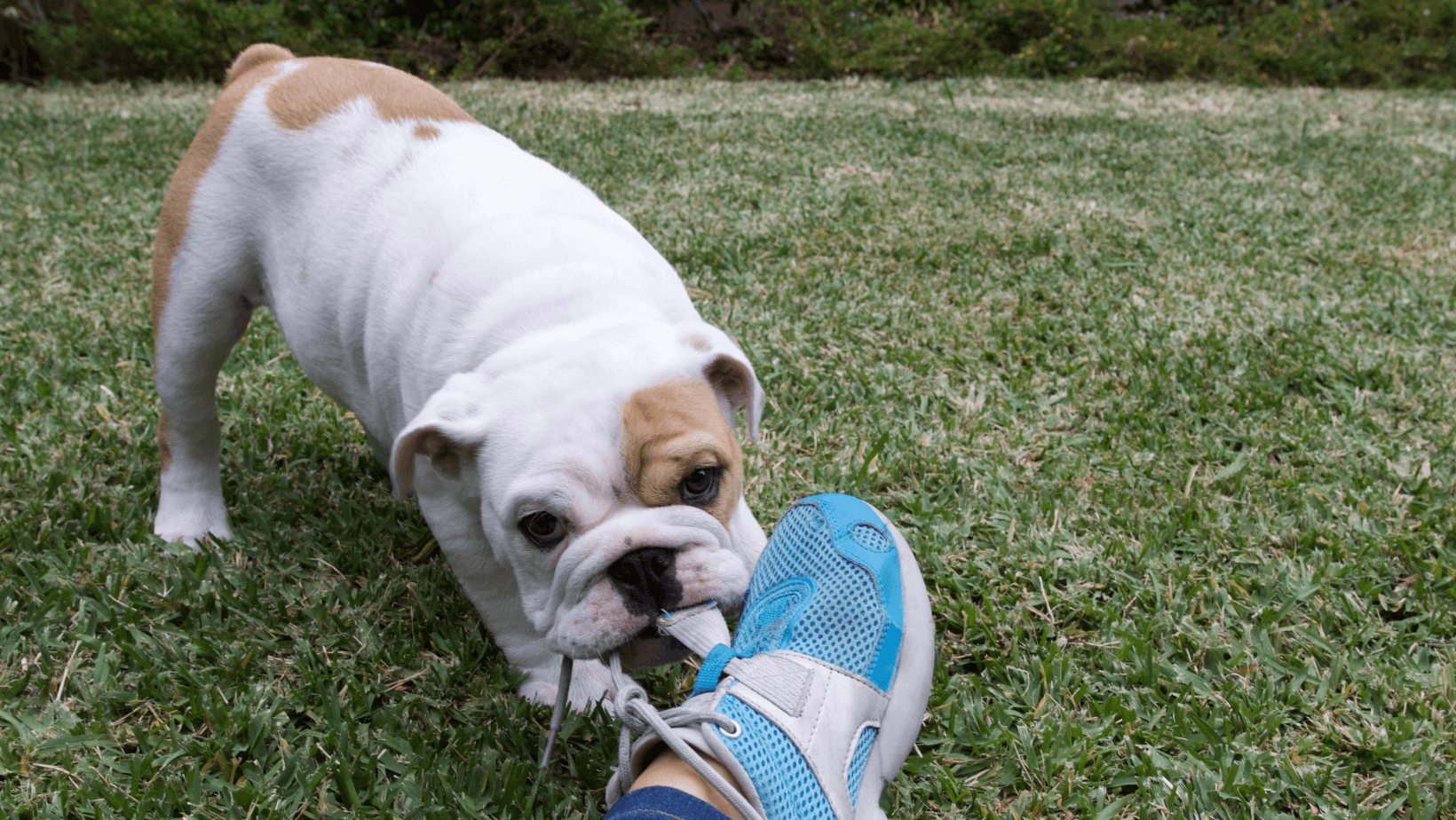 Playful pup engaging in natural behaviour, chewing on various objects