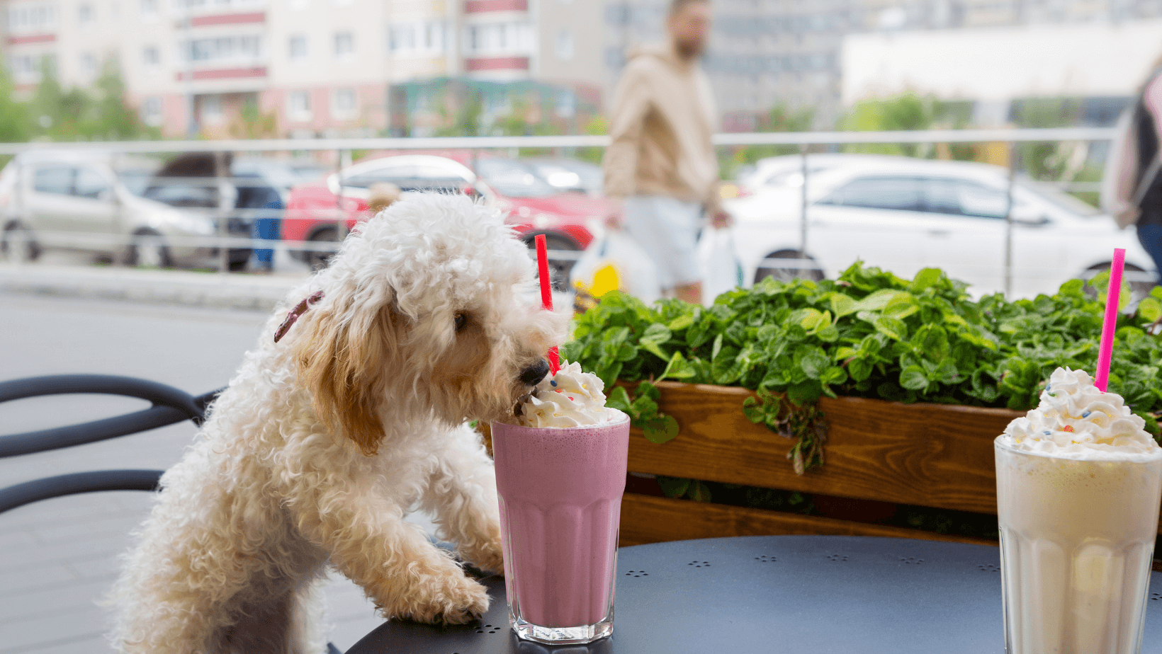 A content dog relishing a creamy treat at a café, showcasing canine indulgence.