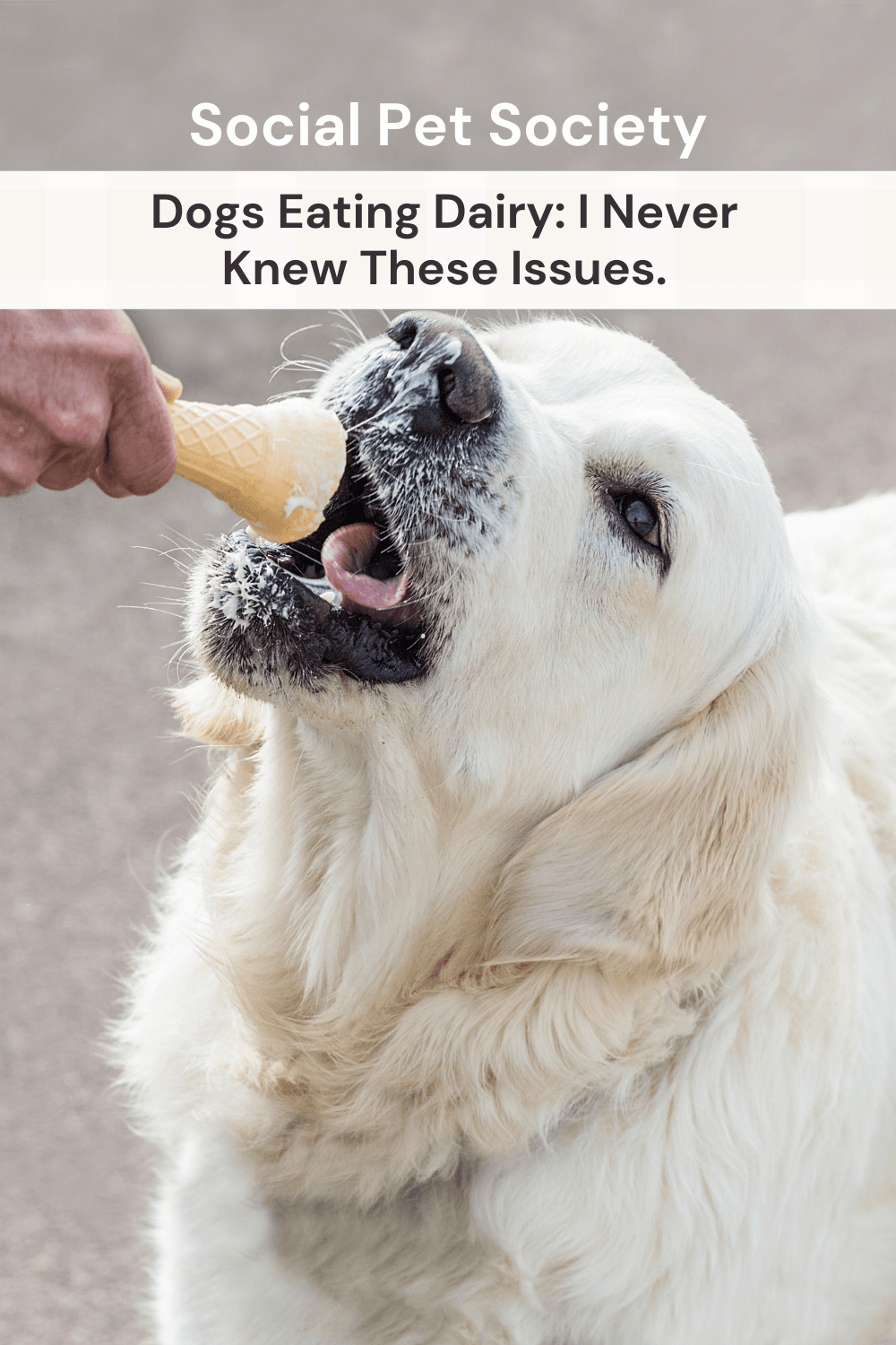 Can dogs eat yoghurt, ice cream and milk?