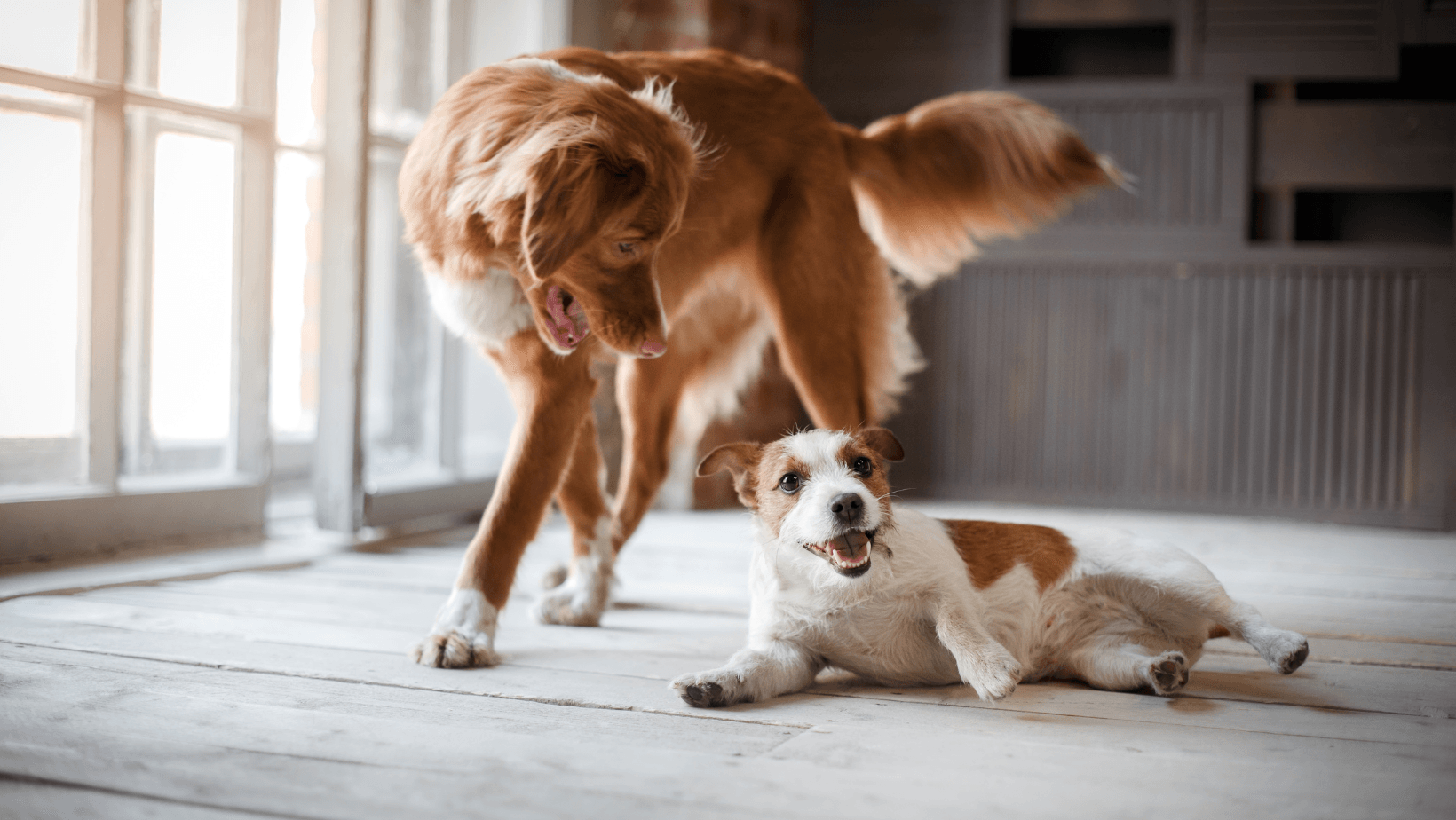 Two dogs, one standing over the other in a dominant posture.