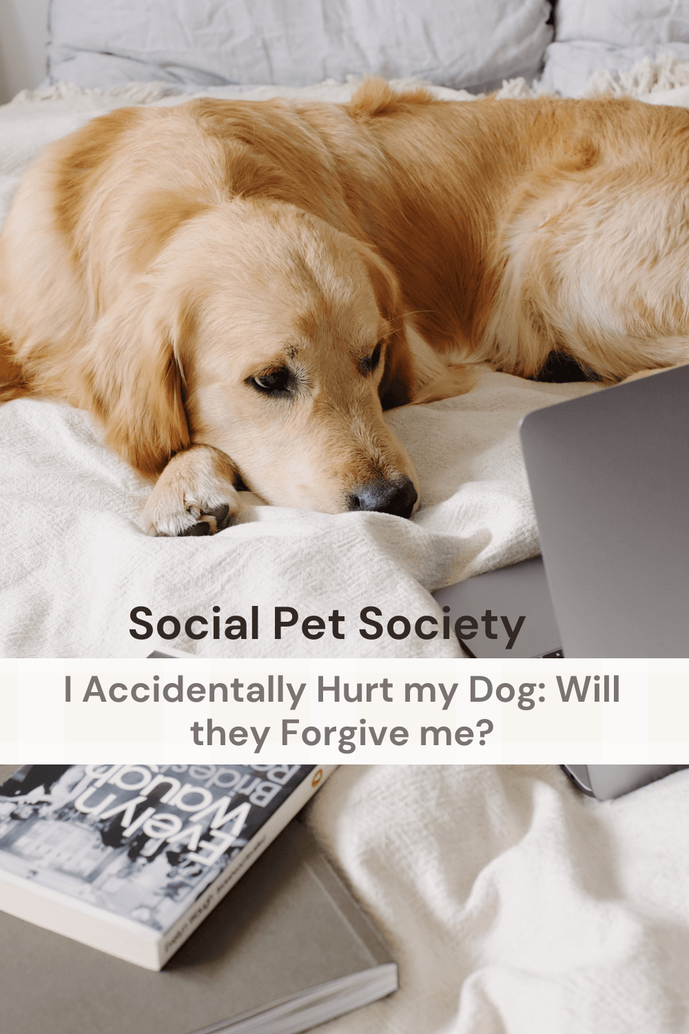 Sad Looking dog on a bed with the writing: i accidentally hurt my dog, will they forgive me?