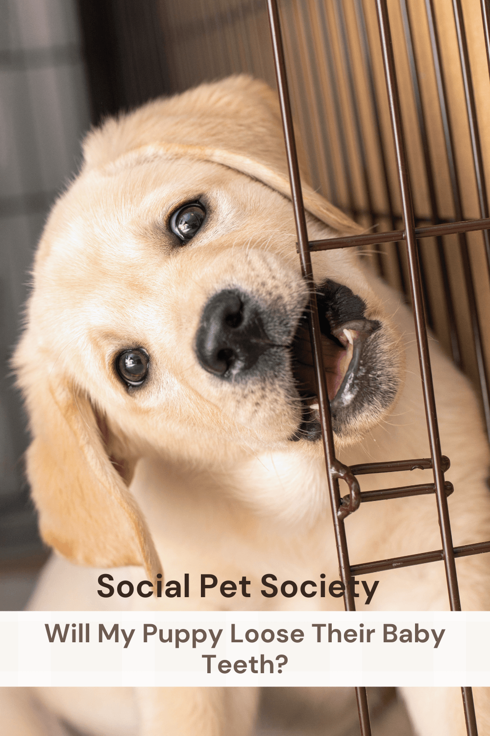 Puppy chewing on door of crate.