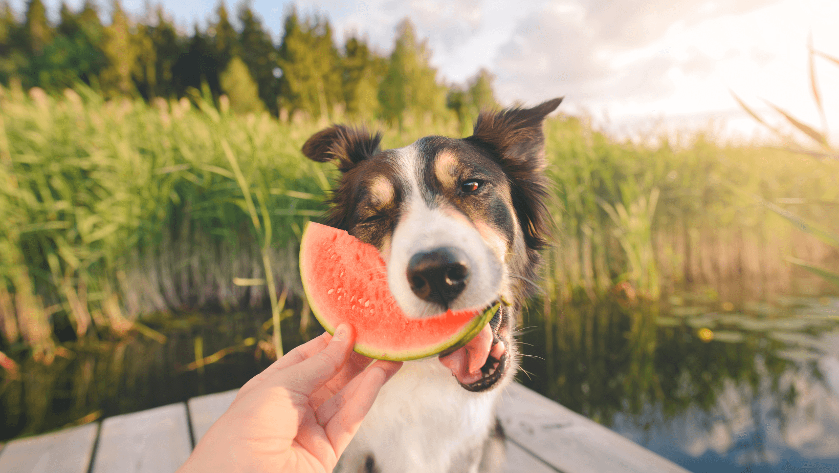 Dog winking while eating watermelon from owners hand near water.