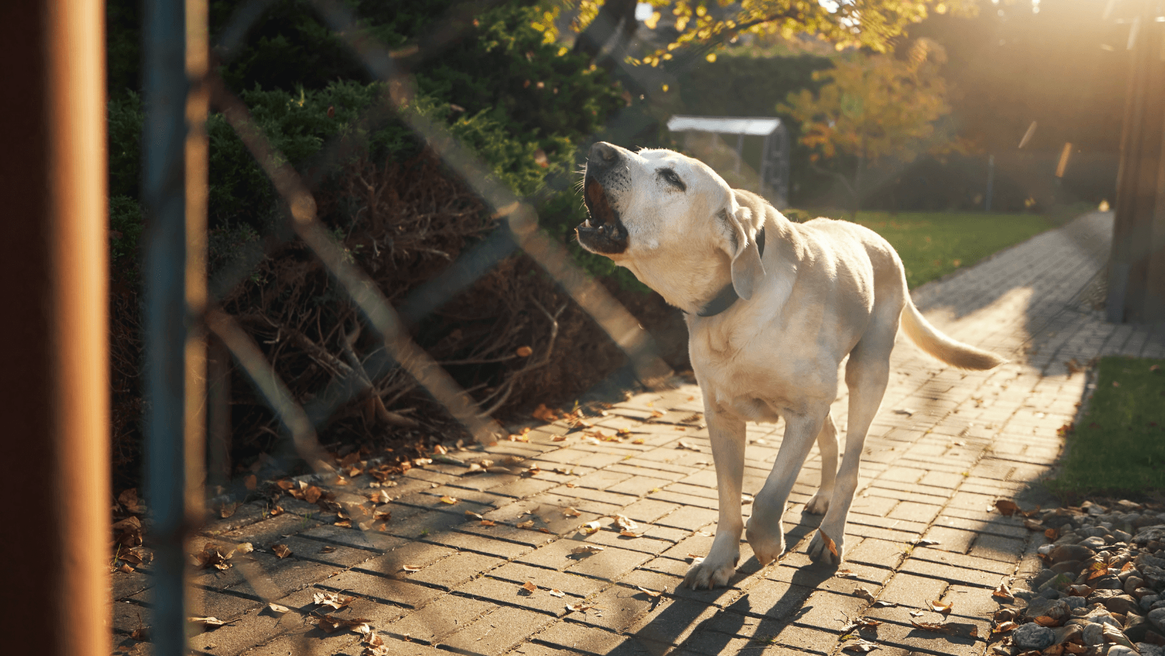 Dog barking aggressively through wire fence on driveway