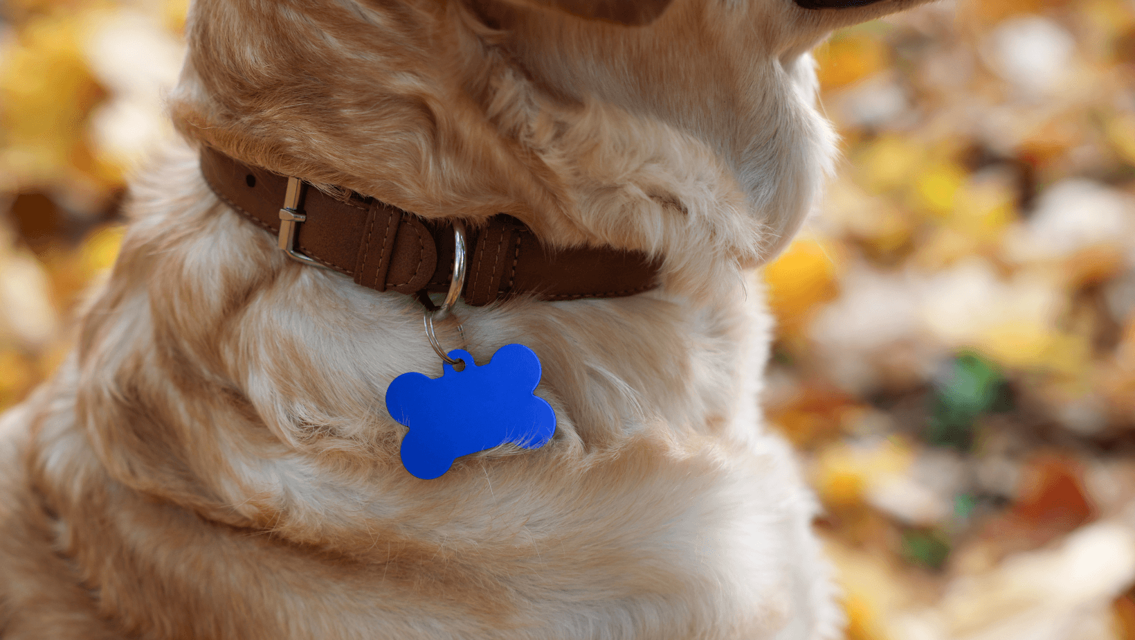 Dog with Dog tag to show they are registered
