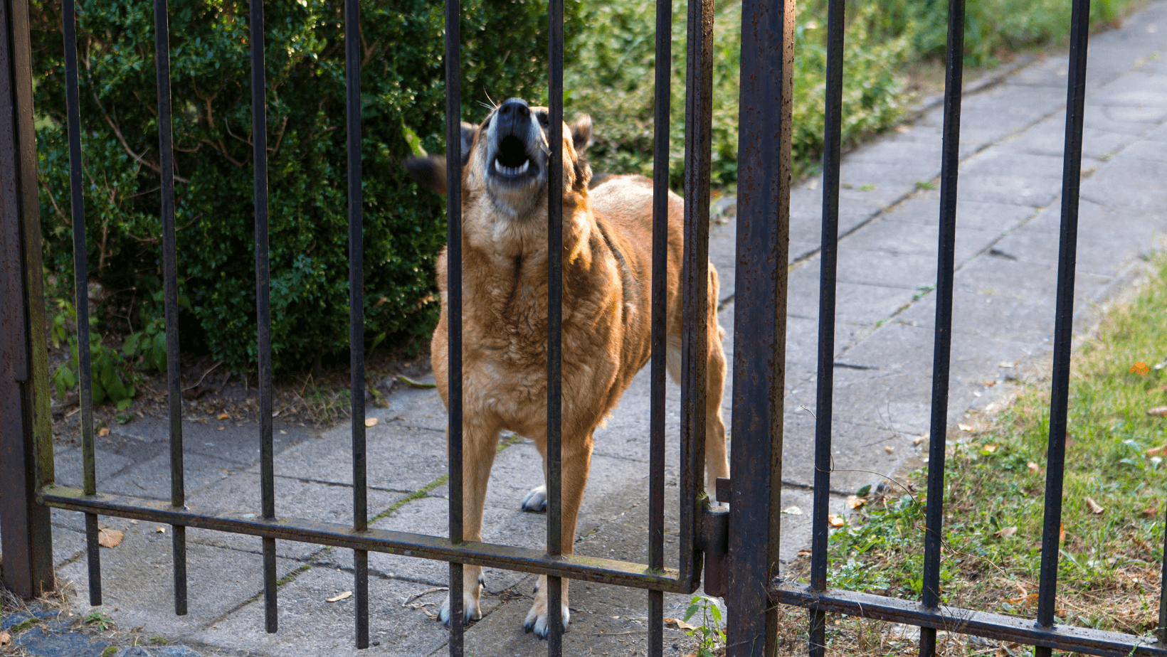 Dog barking at stranger through gate on path
