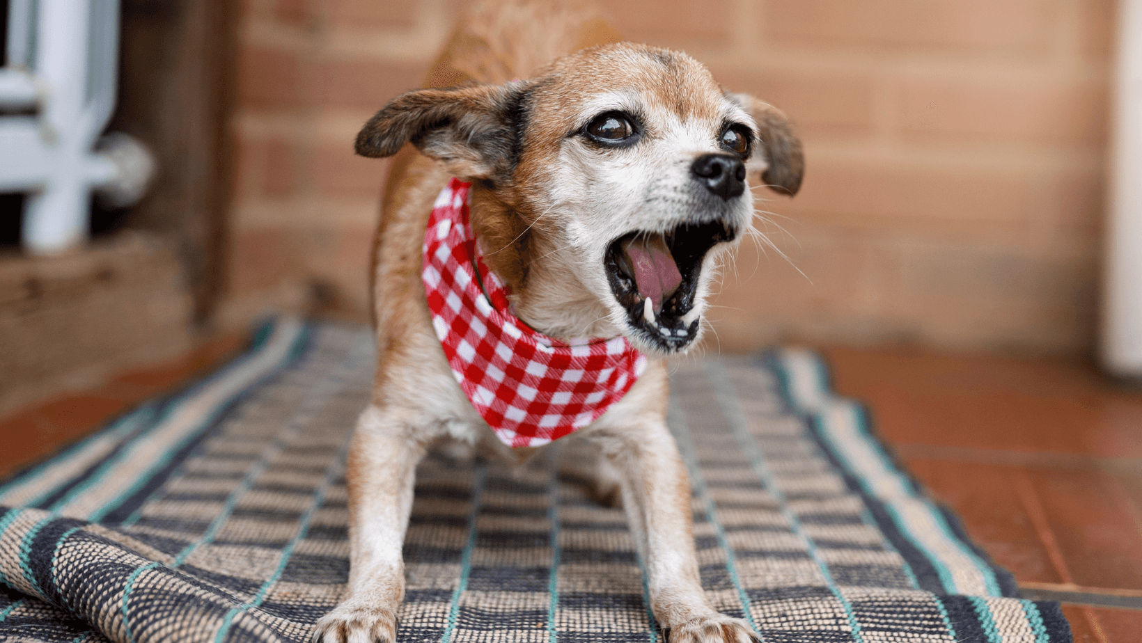 Small Dog with bandana barking at a stranger coming up to the house