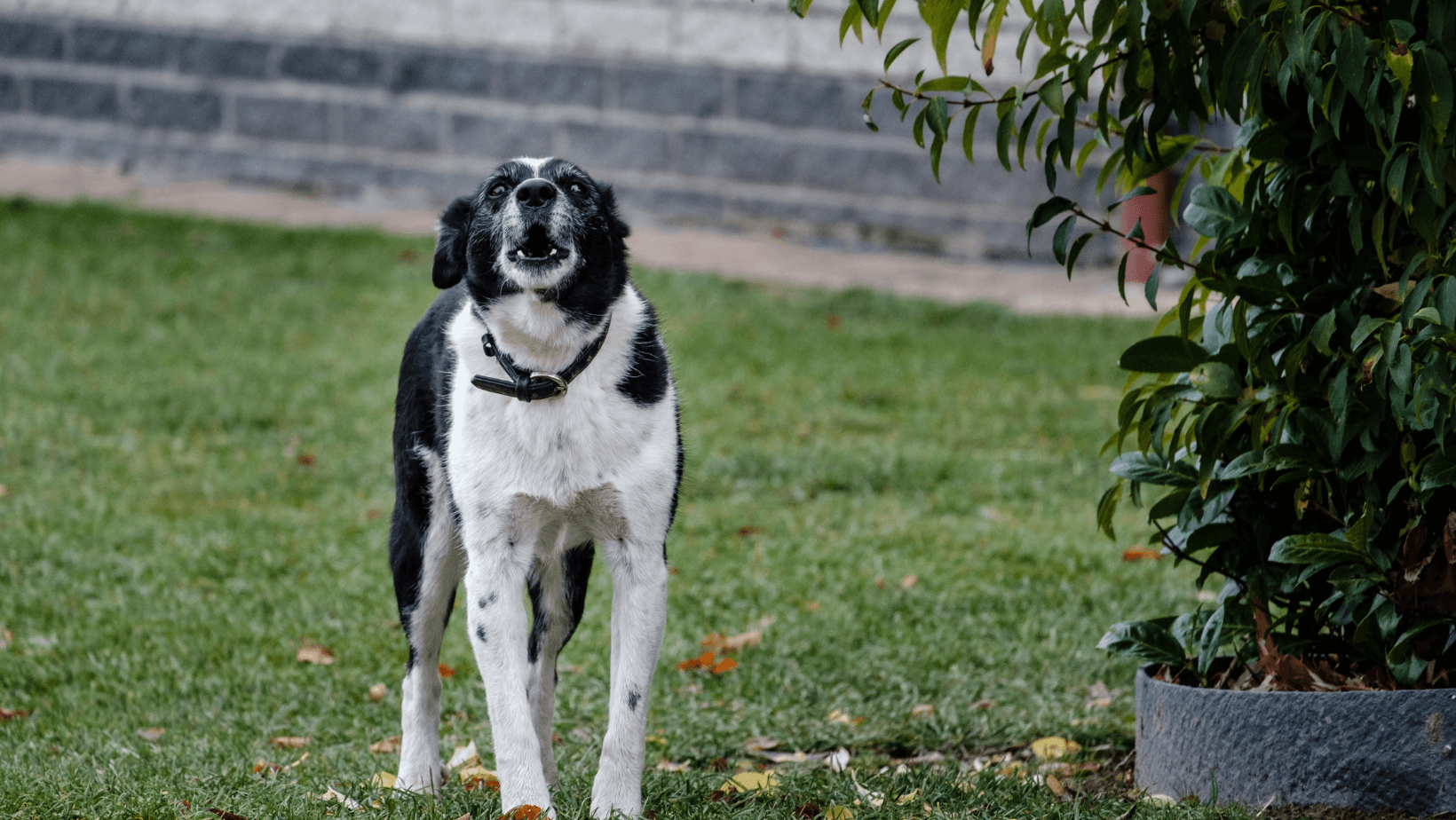 Dog standing in front yard barking across at someone aggressively