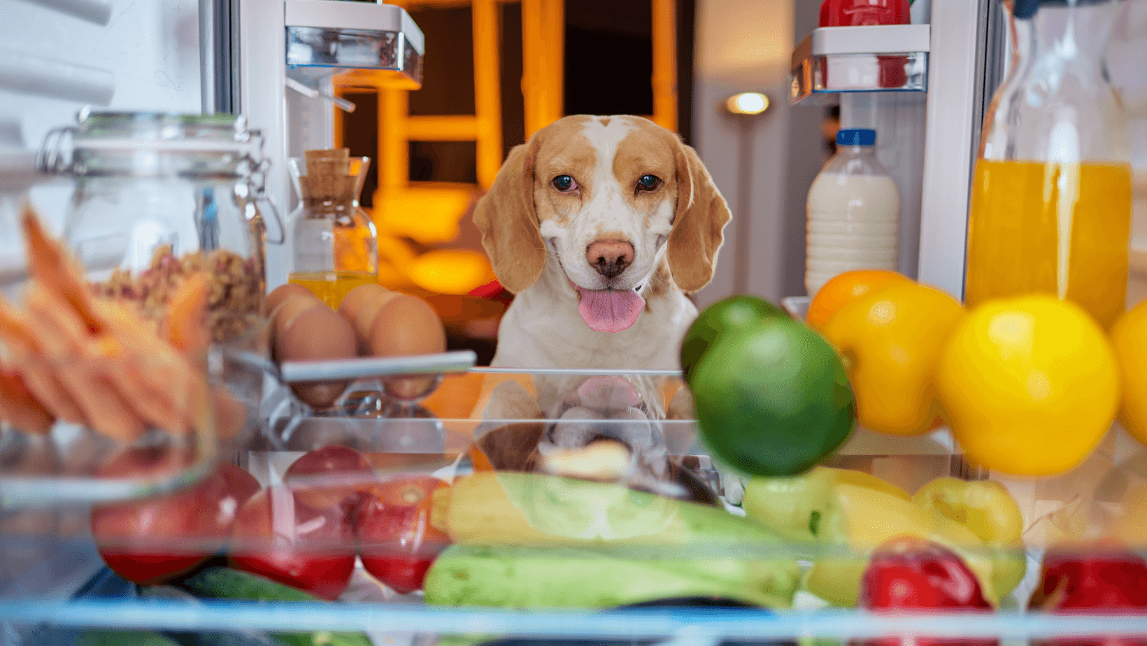 A hungry dog looks through fridge to see what it would like to eat.