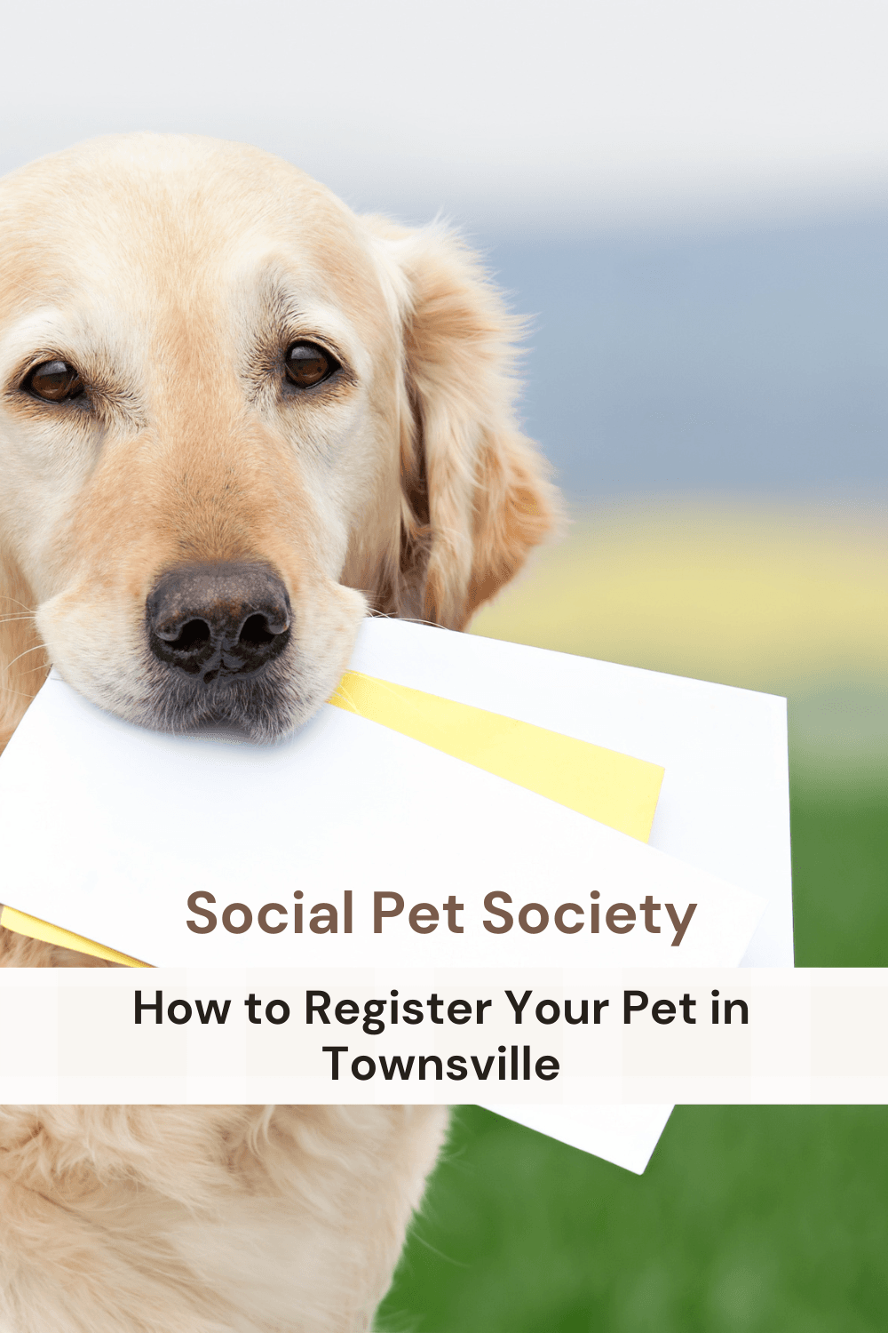 Pinterest Pin: How to register your pet in Townsville. Showing a dog holding registration papers