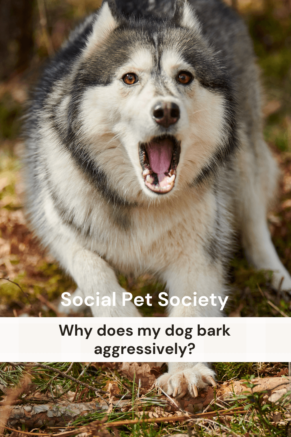 Pinterest Pin of barking dog with a banner that says Whys does my dog bark aggressively?