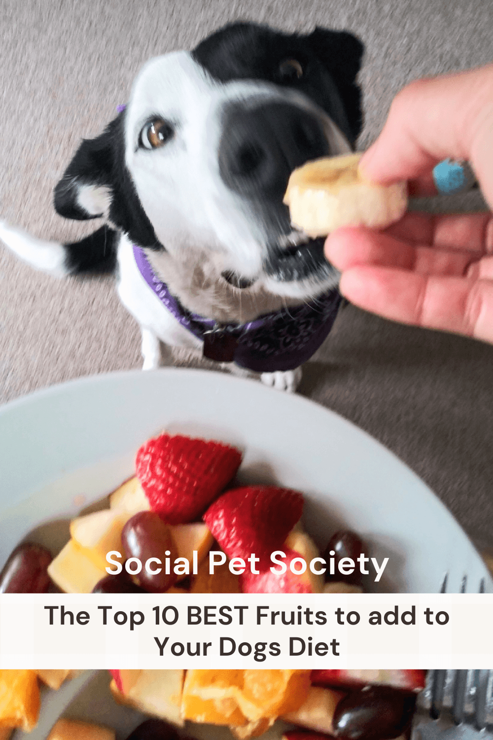 Dog eating banana out of owners fruit platter, with banner than reads across photo 'top 10 best fruits for your dog'.