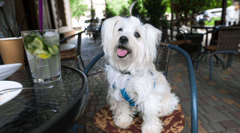 A fluffy, happy small dog sits comfortably on a cafe chair, surrounded by a vibrant and inviting atmosphere. The dog wears a joyful expression, adding to the welcoming ambiance of the pet-friendly establishment.