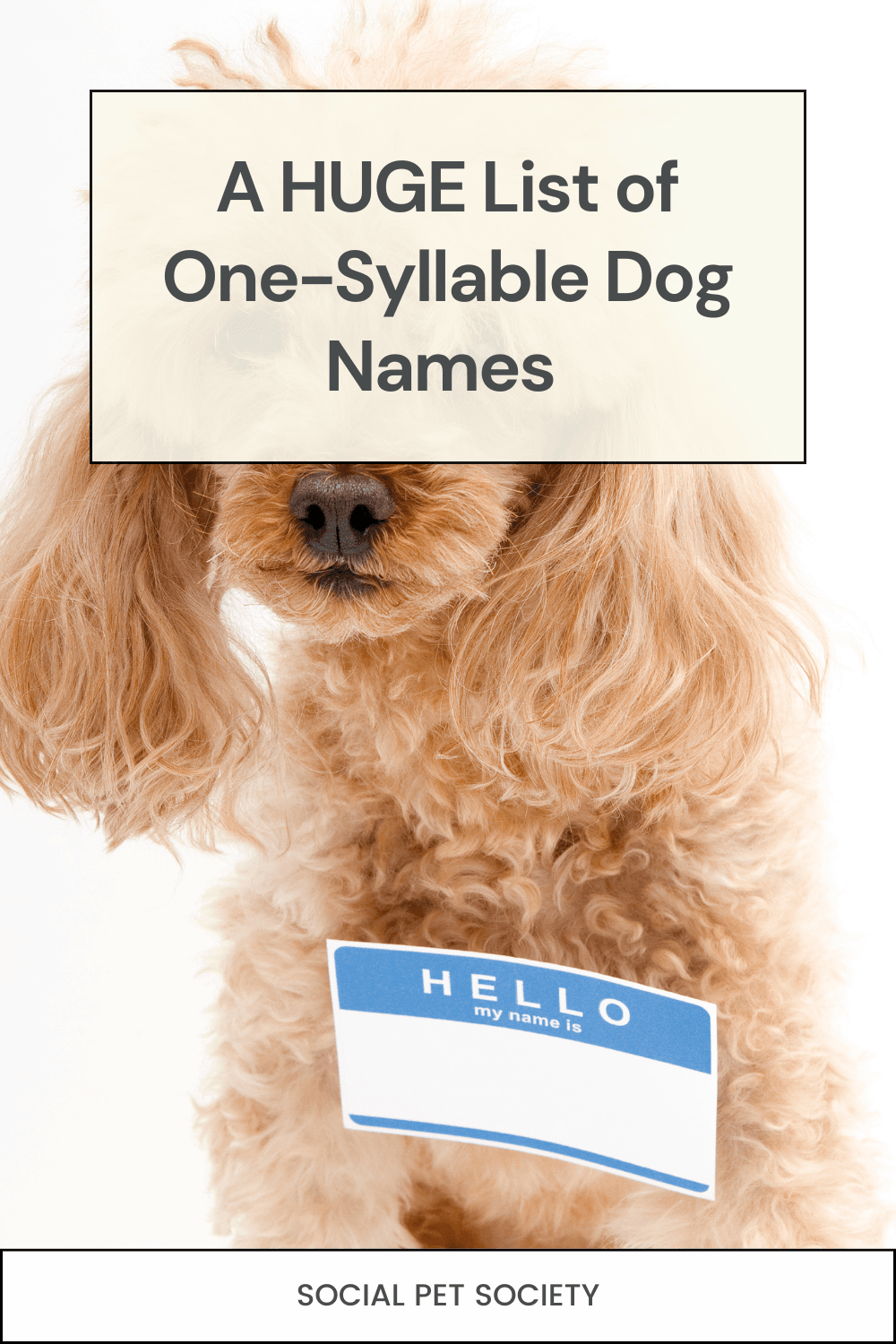 A fluffy nice dog wearing a name tag that says Hello.